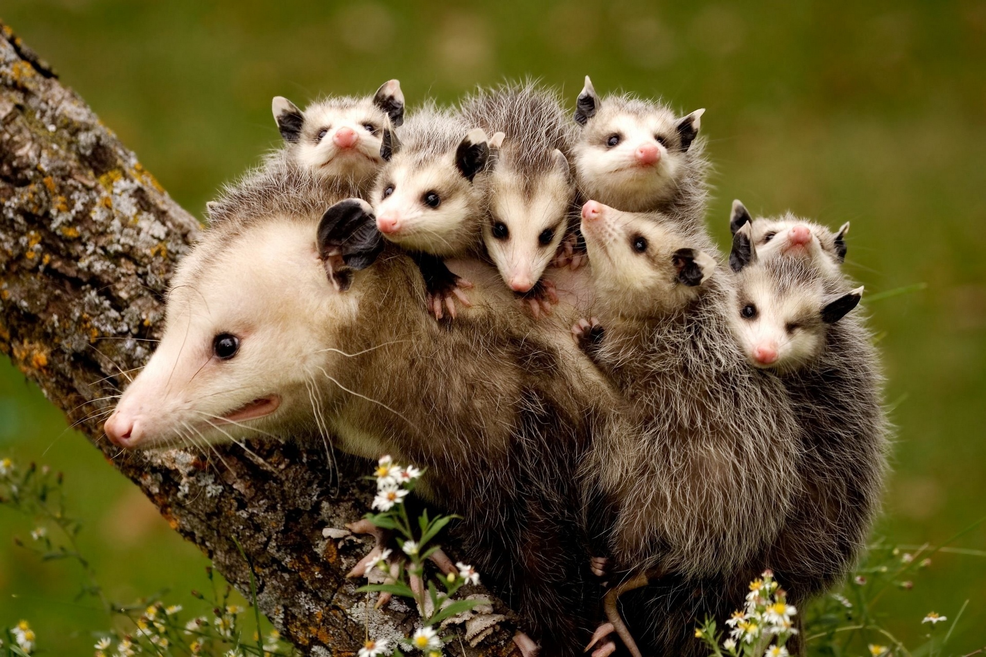 Adorable opossums, Cute animal pictures, Mammal diversity, 4K nature, 1920x1280 HD Desktop