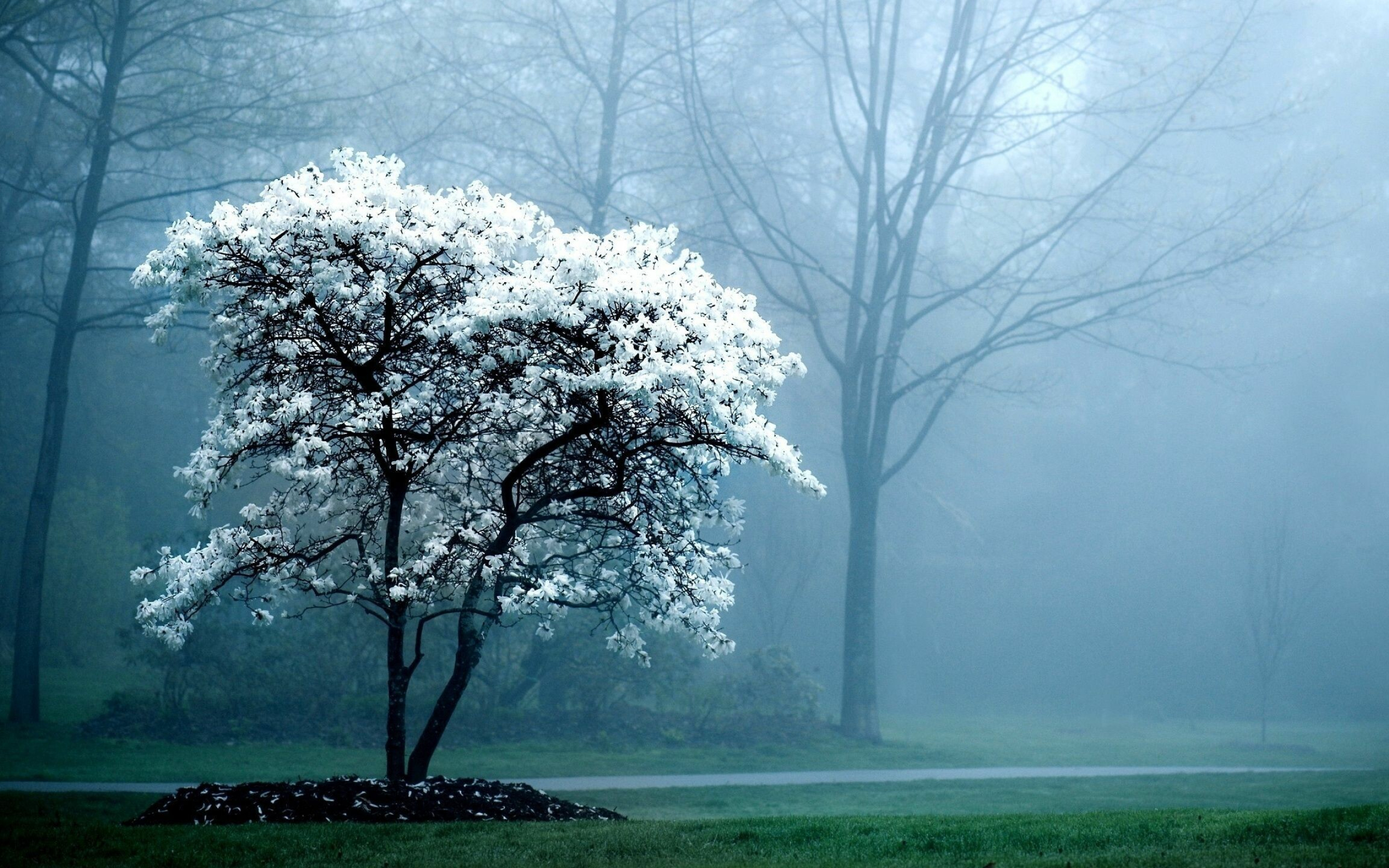 White tree wonderland, Winter's purity, Ethereal charm, Nature's elegance, 2560x1600 HD Desktop