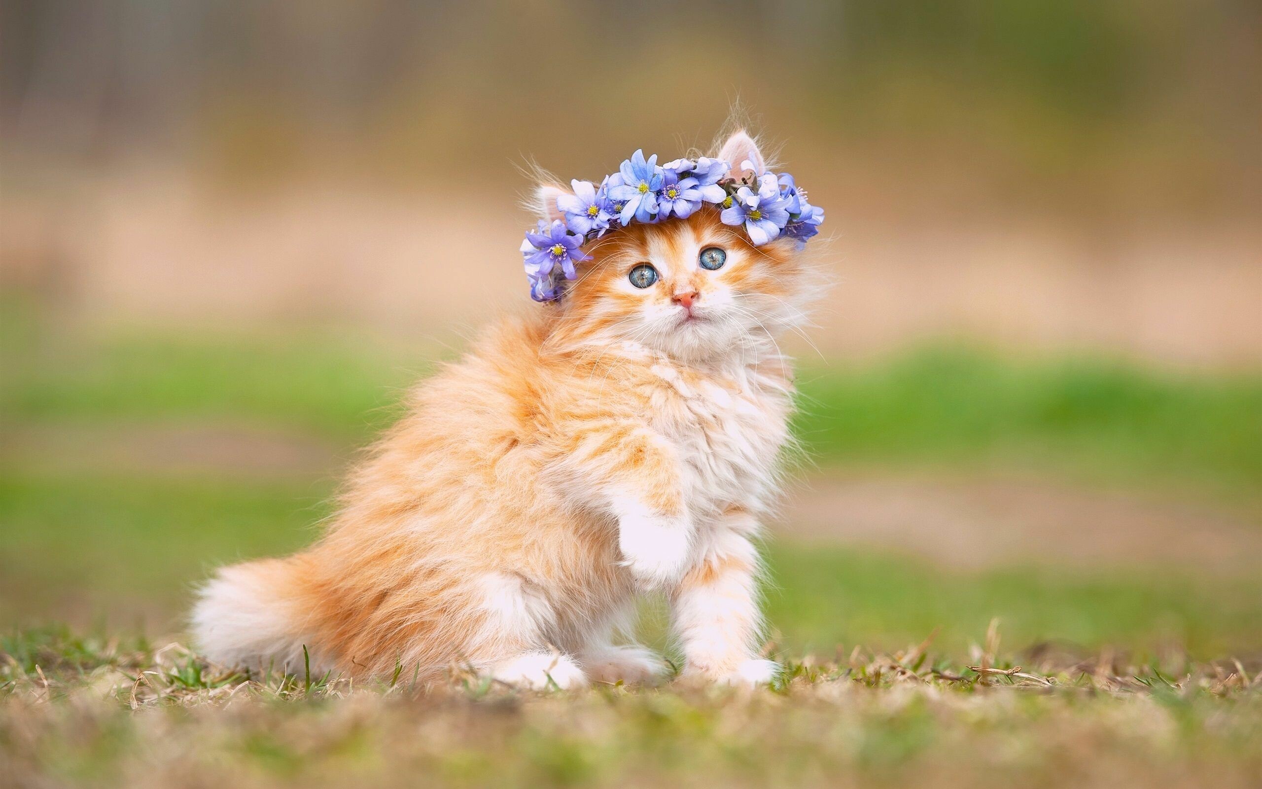 Cat, Beautiful kittens, Picture-perfect beauty, Delicate innocence, 2560x1600 HD Desktop