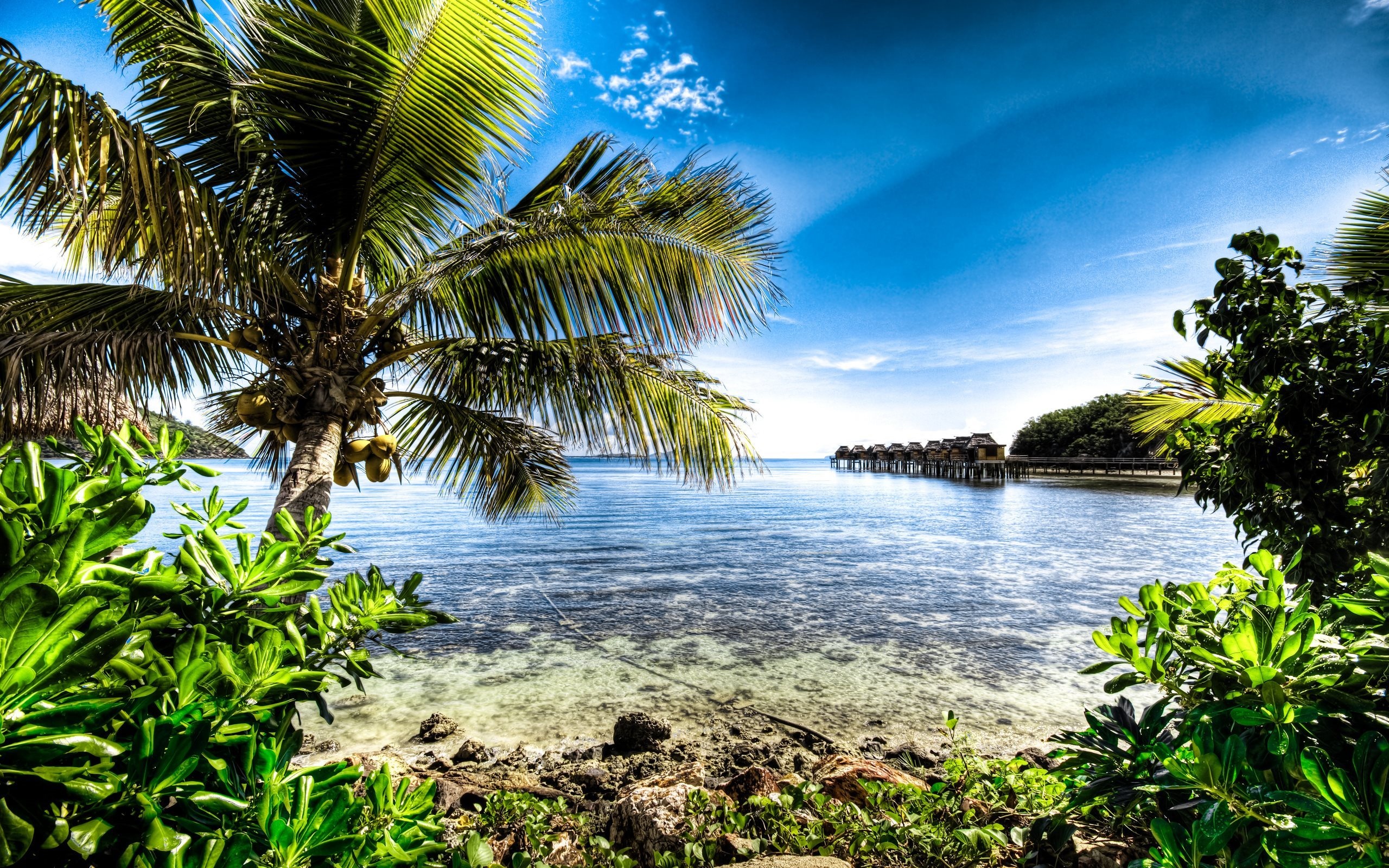 Fiji Wallpaper, Palm Paradise, Oceanic Hues, High-Quality Delight, 2560x1600 HD Desktop