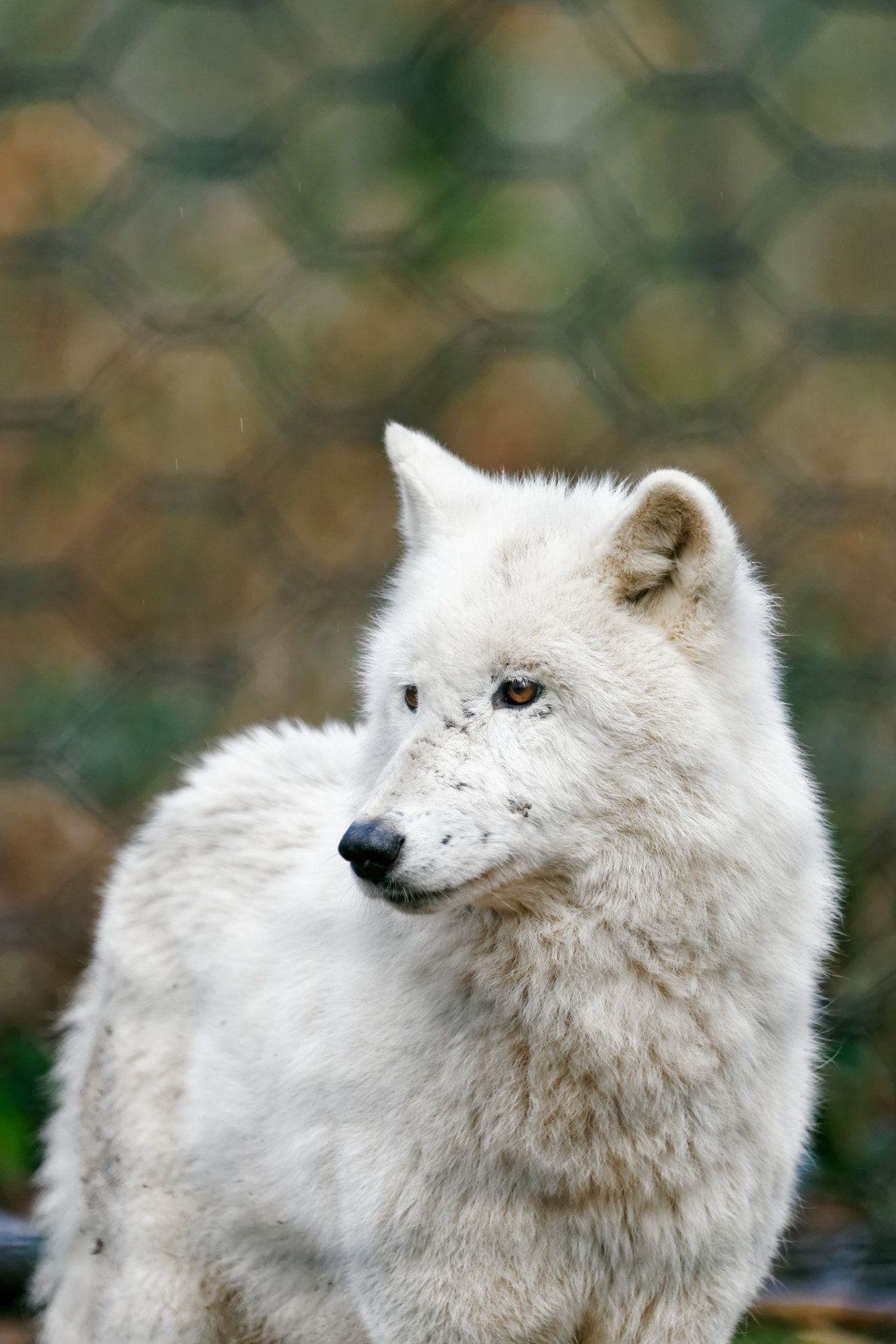 Arctic Wolf, Polarwolf, Wolf Husky, Frozen wilderness, 1370x2050 HD Phone