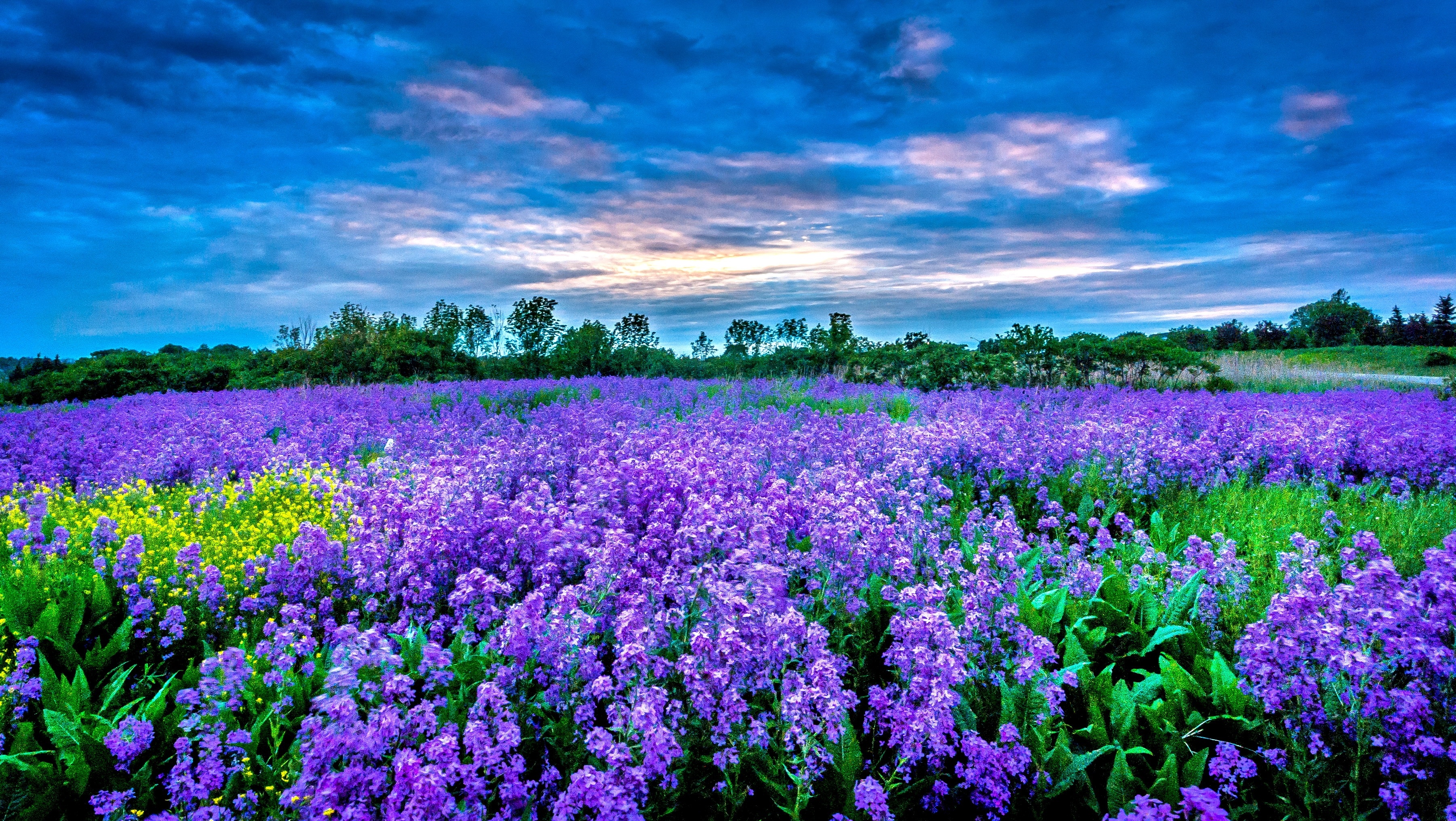 Flower Field: Purple flowers, Herbaceous plant, Grassland. 3610x2040 HD Background.