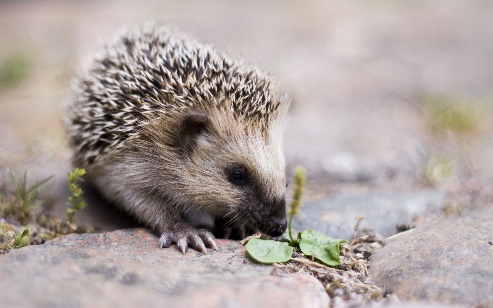 Hedgehog: An Old World species of insectivores possessing several thousand short, smooth spines. 1920x1200 HD Background.