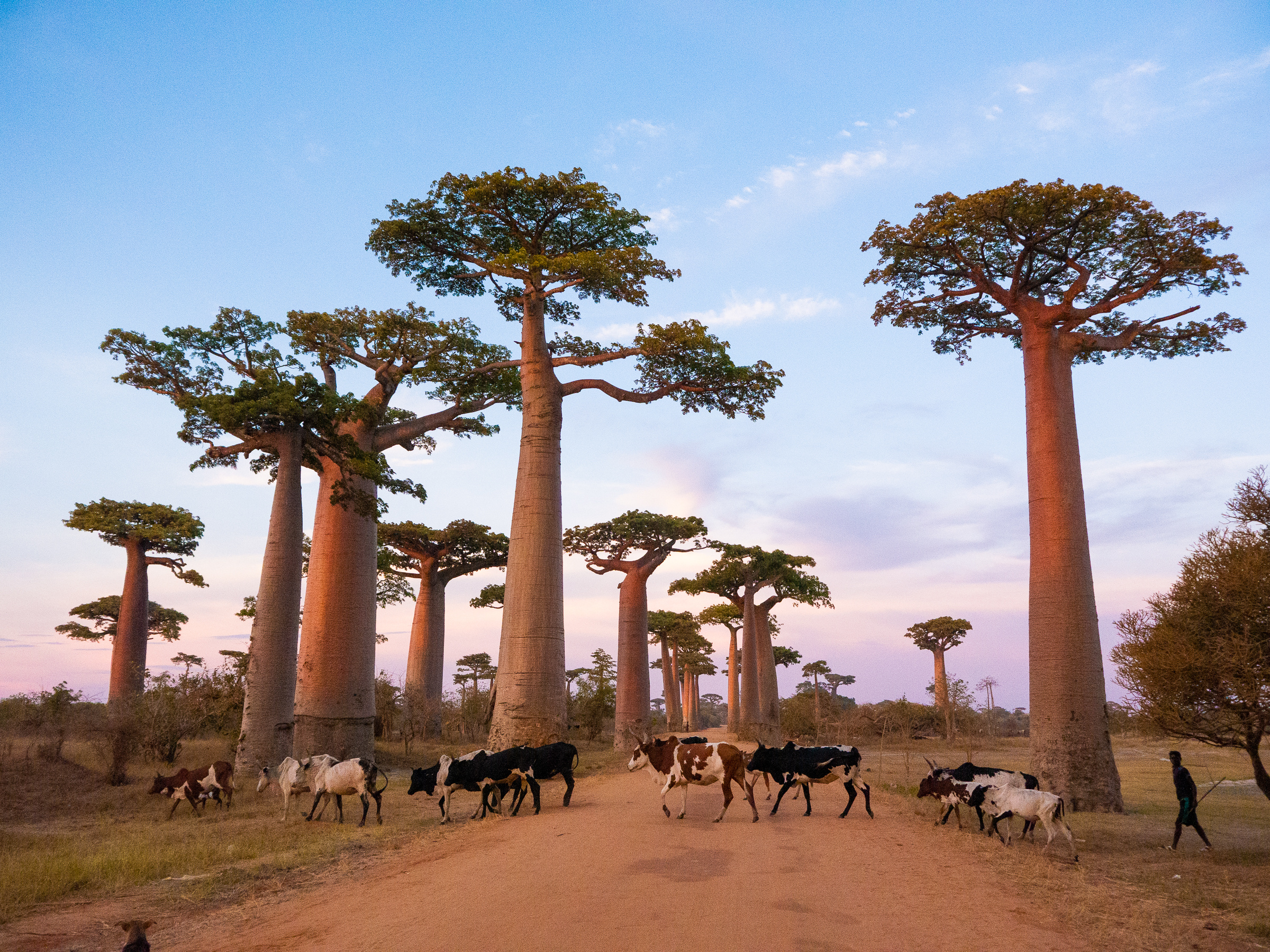 Madagascar Travel Guide, Trip Planning, Local Tips, Must-See Attractions, 2400x1800 HD Desktop