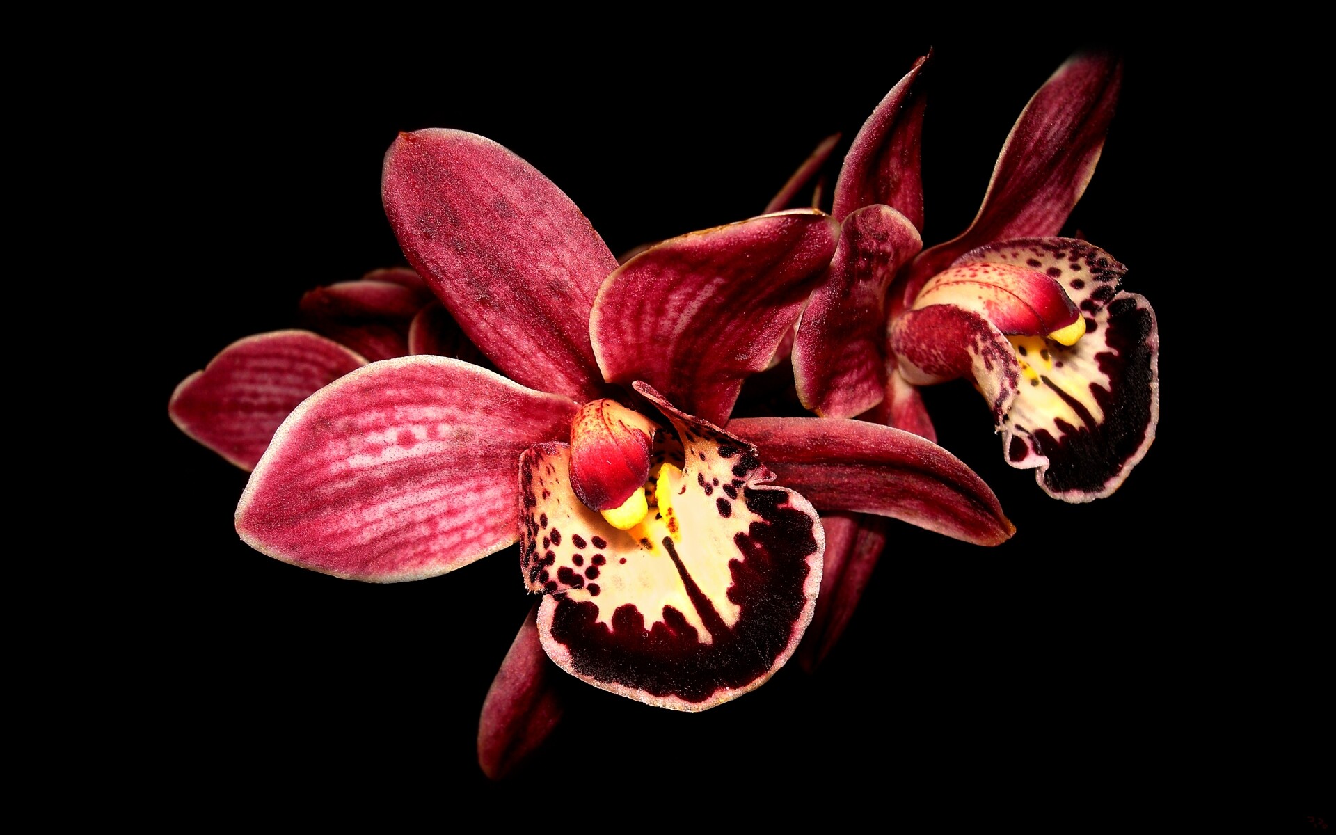 Orchid: Their leaves are coated with a heavy waxy film to prevent water loss, Flowering plant. 1920x1200 HD Background.
