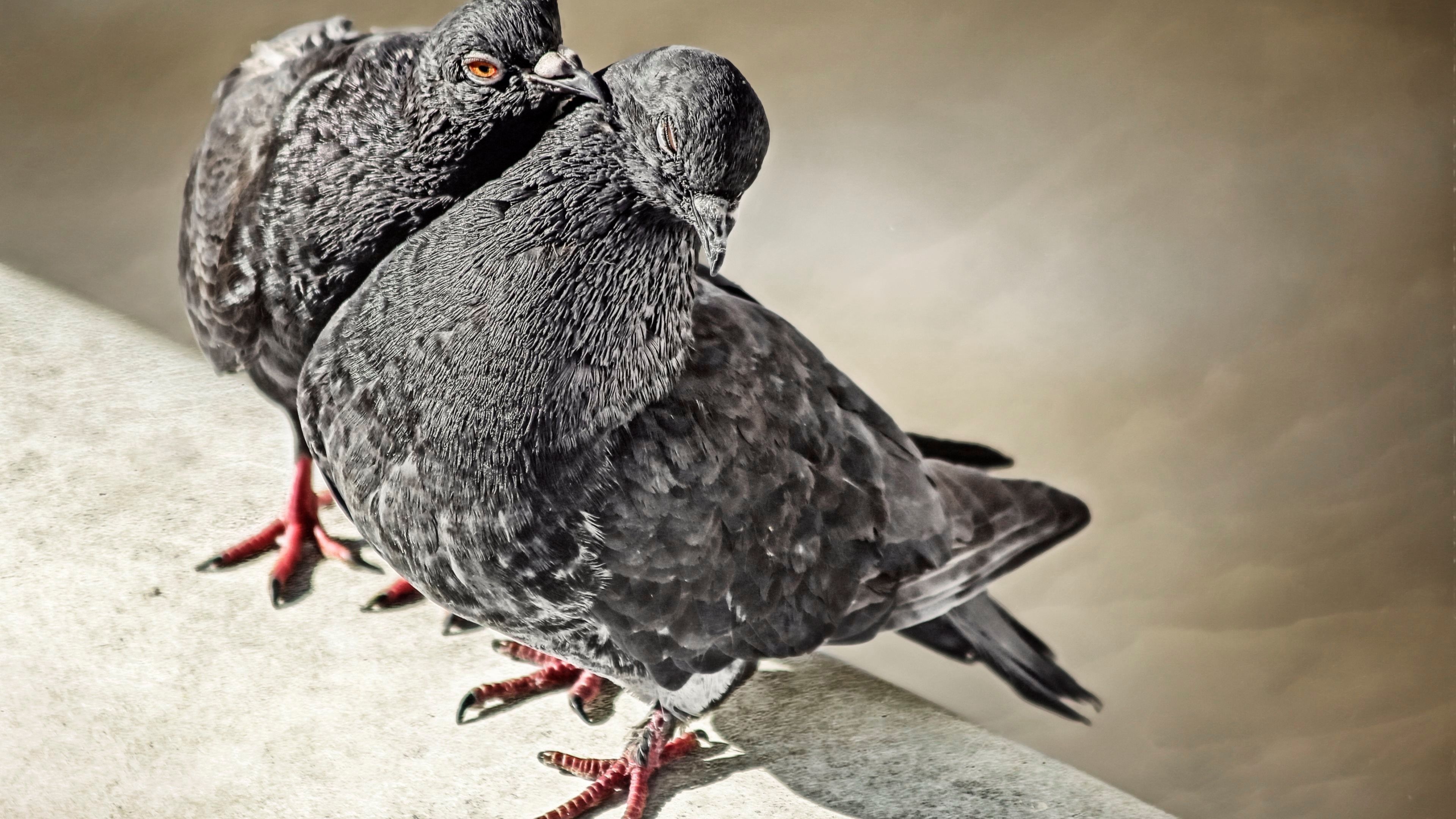Pigeon: Doves have a unique navigation system, Columbidae. 3840x2160 4K Background.