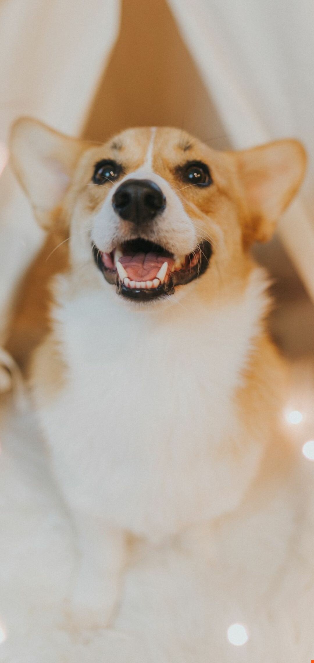 Corgi: Pembrokes feature pointed ears, and are somewhat smaller in stature than the Cardigan. 1080x2280 HD Background.