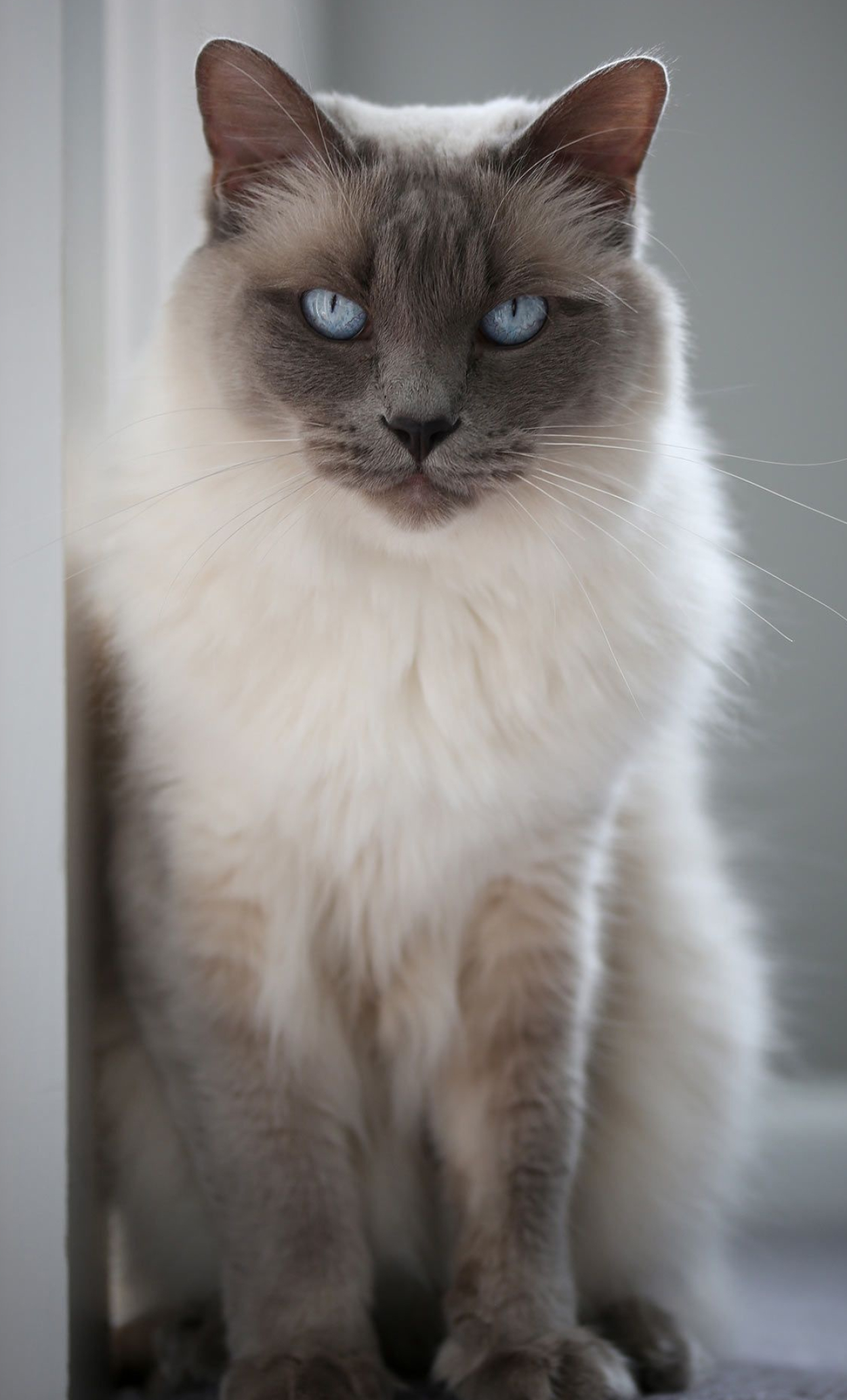 Balinese Cat, Hypoallergenic feline breed, Balinese cat names, Cat lover's suggestions, 1250x2070 HD Phone