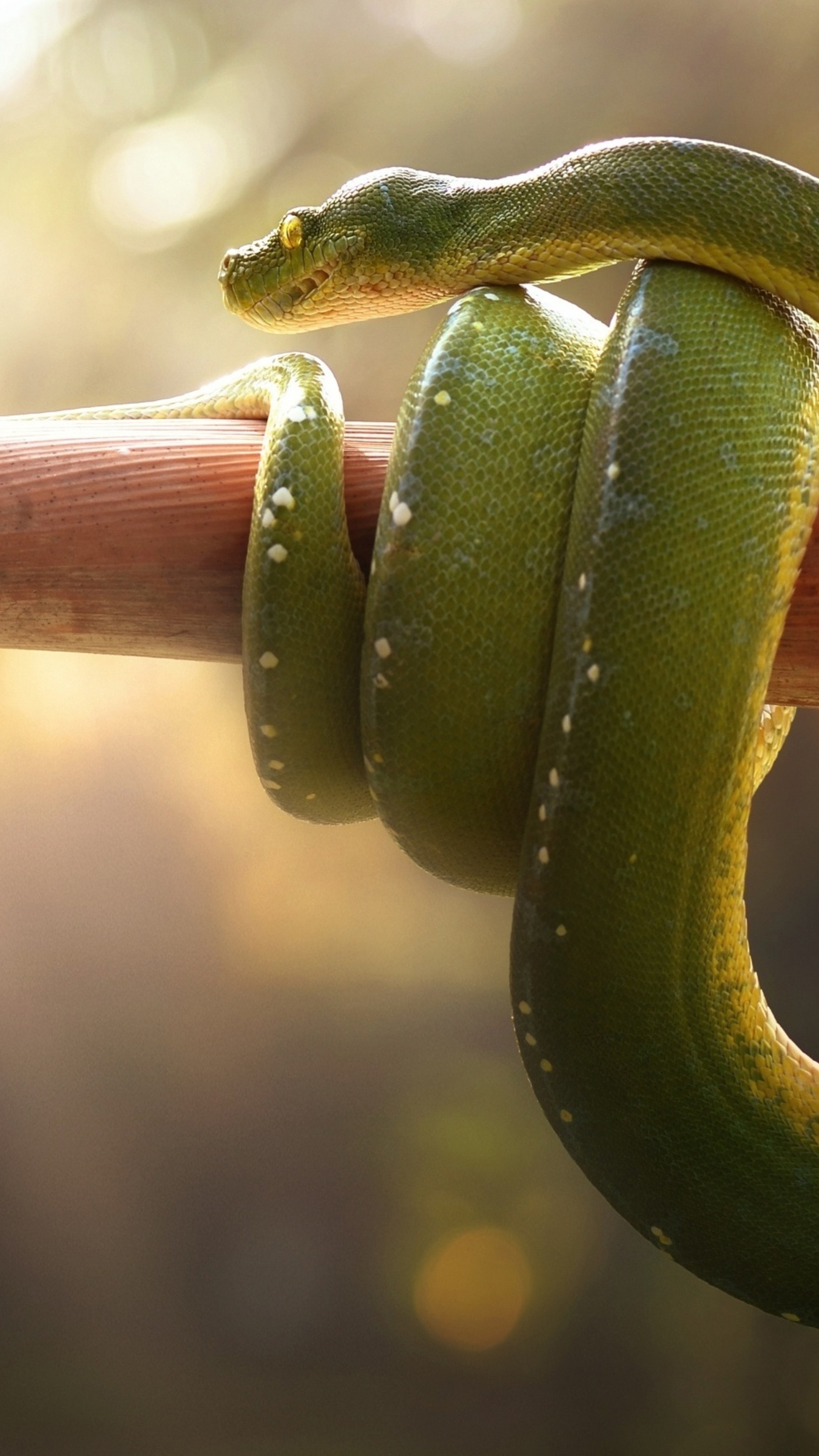 Boa Green Snake, Xperia HD Wallpapers, Premium 4K Images, Sony Xperia, 2160x3840 4K Handy