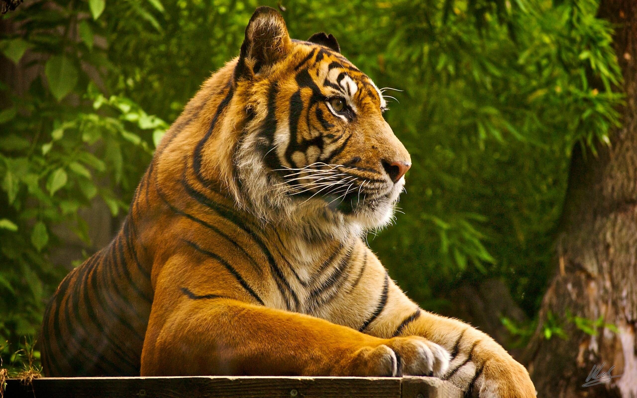 Tiger: It now mainly occurs in the Indian subcontinent, the Indochinese Peninsula, Sumatra, and the Russian Far East, Panthera tigris. 2560x1600 HD Wallpaper.