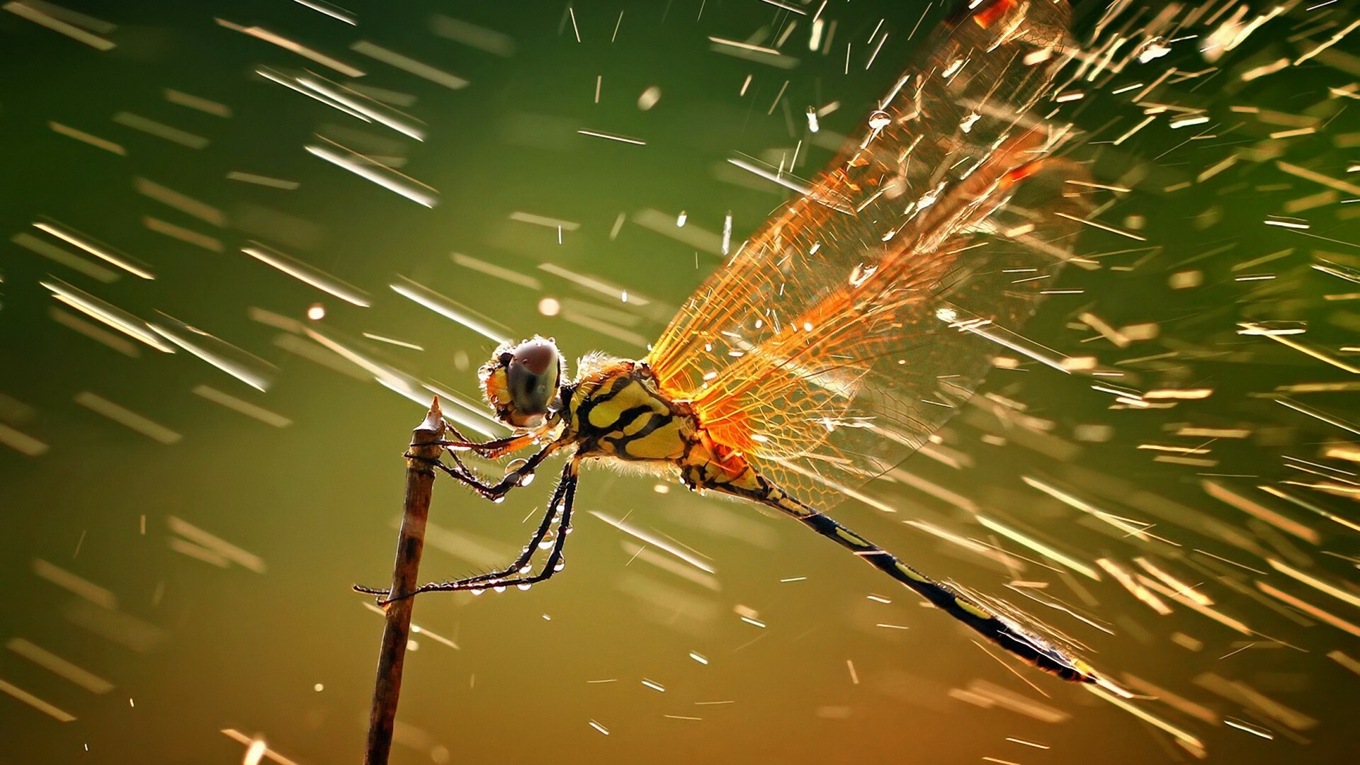 National Geographic: A beautiful and transient moment in the cycle of life, Dragonfly. 1920x1080 Full HD Wallpaper.