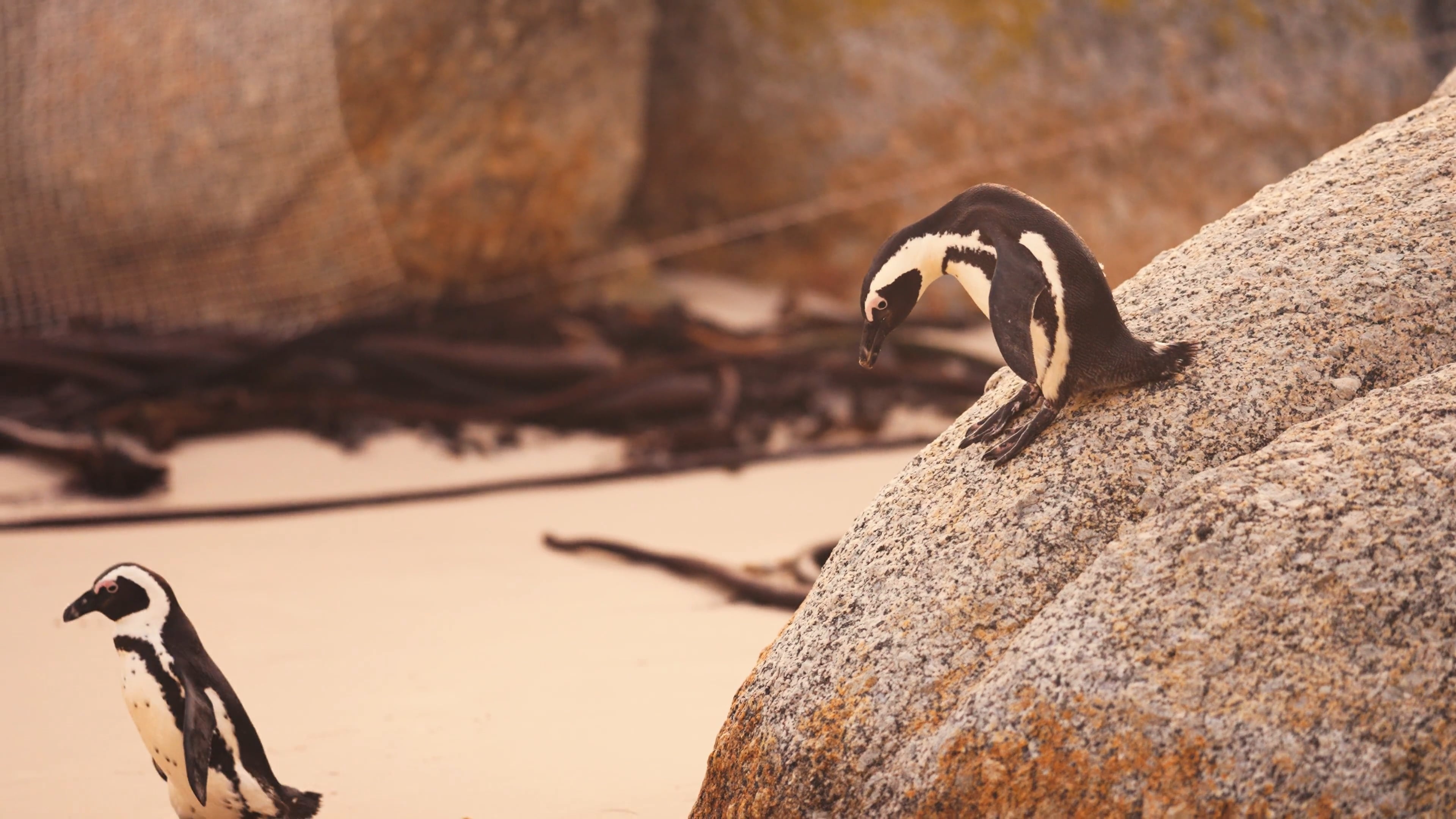 Penguins strolling, Walking on sand, Beachside charm, Coastal companions, 3840x2160 4K Desktop