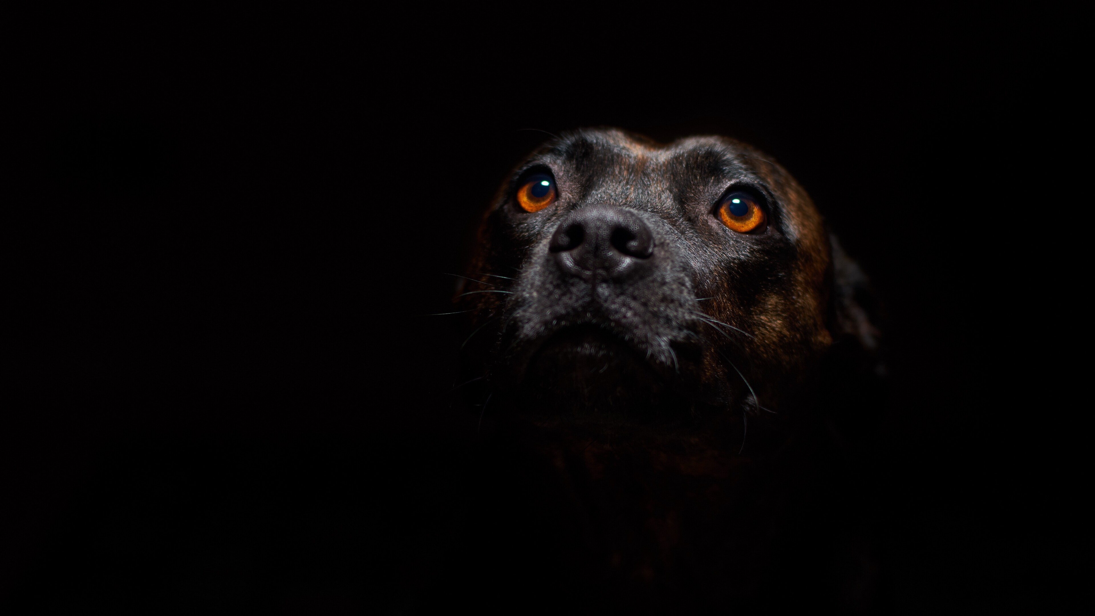 Dog: Domestic mammal of the family Canidae. 3840x2160 4K Background.