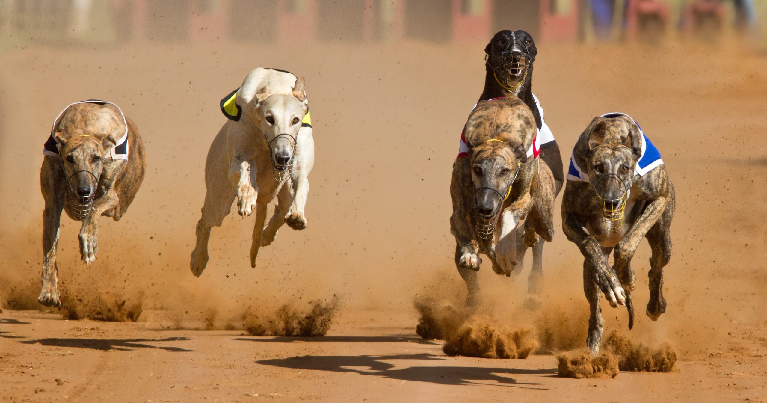 Dog Sports: Racing Greyhounds, Muzzles, American Kennel Club. 2560x1350 HD Background.