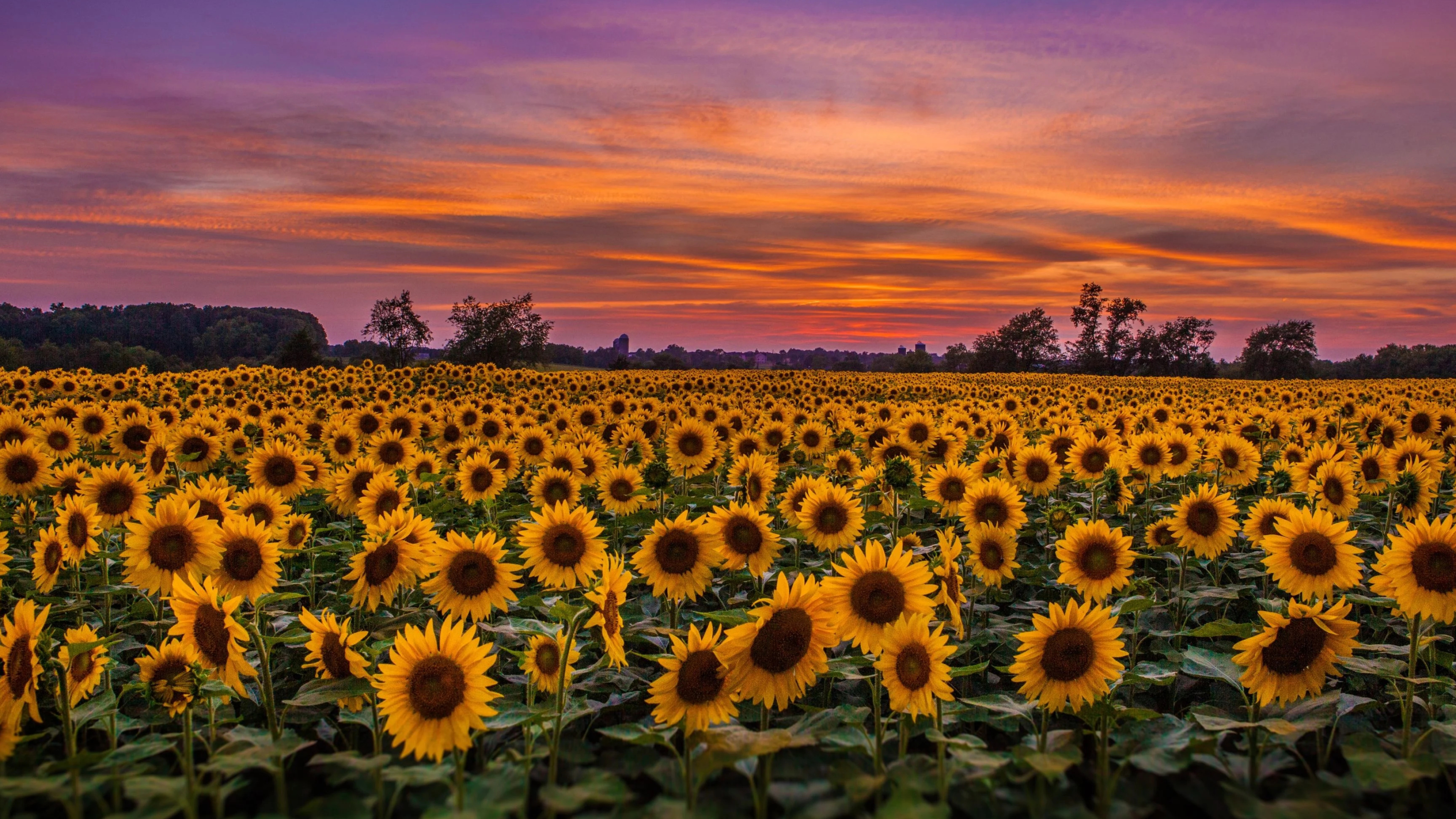 Flower Field: Sunflowers, Natural landscape, Agriculture. 3840x2160 4K Background.