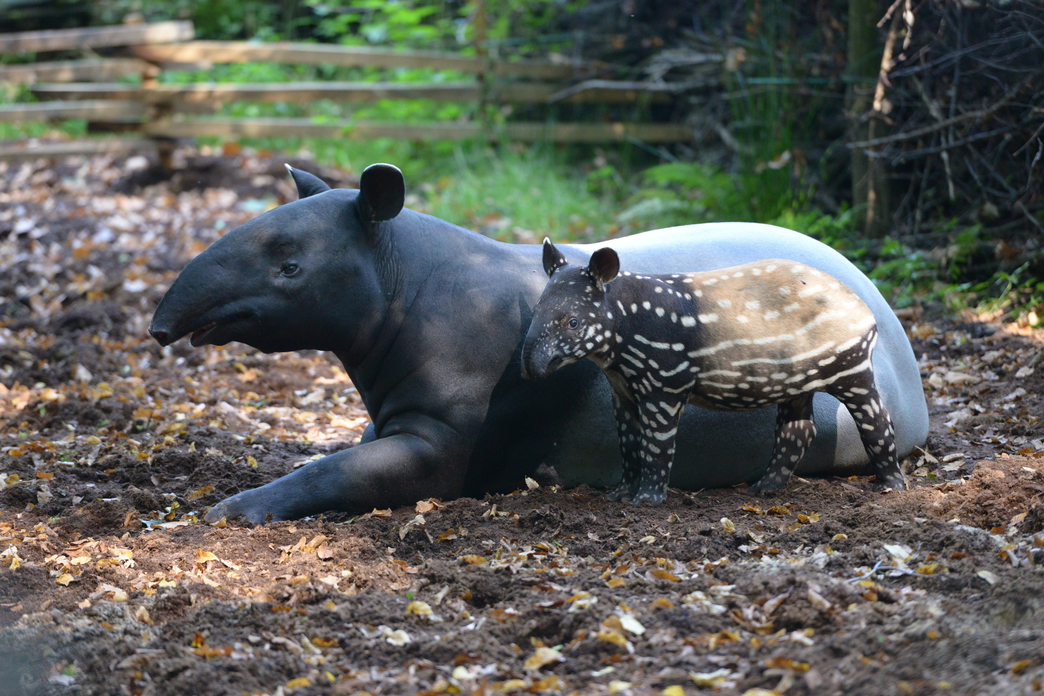 Malayan tapir photos, Inaturalist, Tapir, Nature, 2050x1370 HD Desktop
