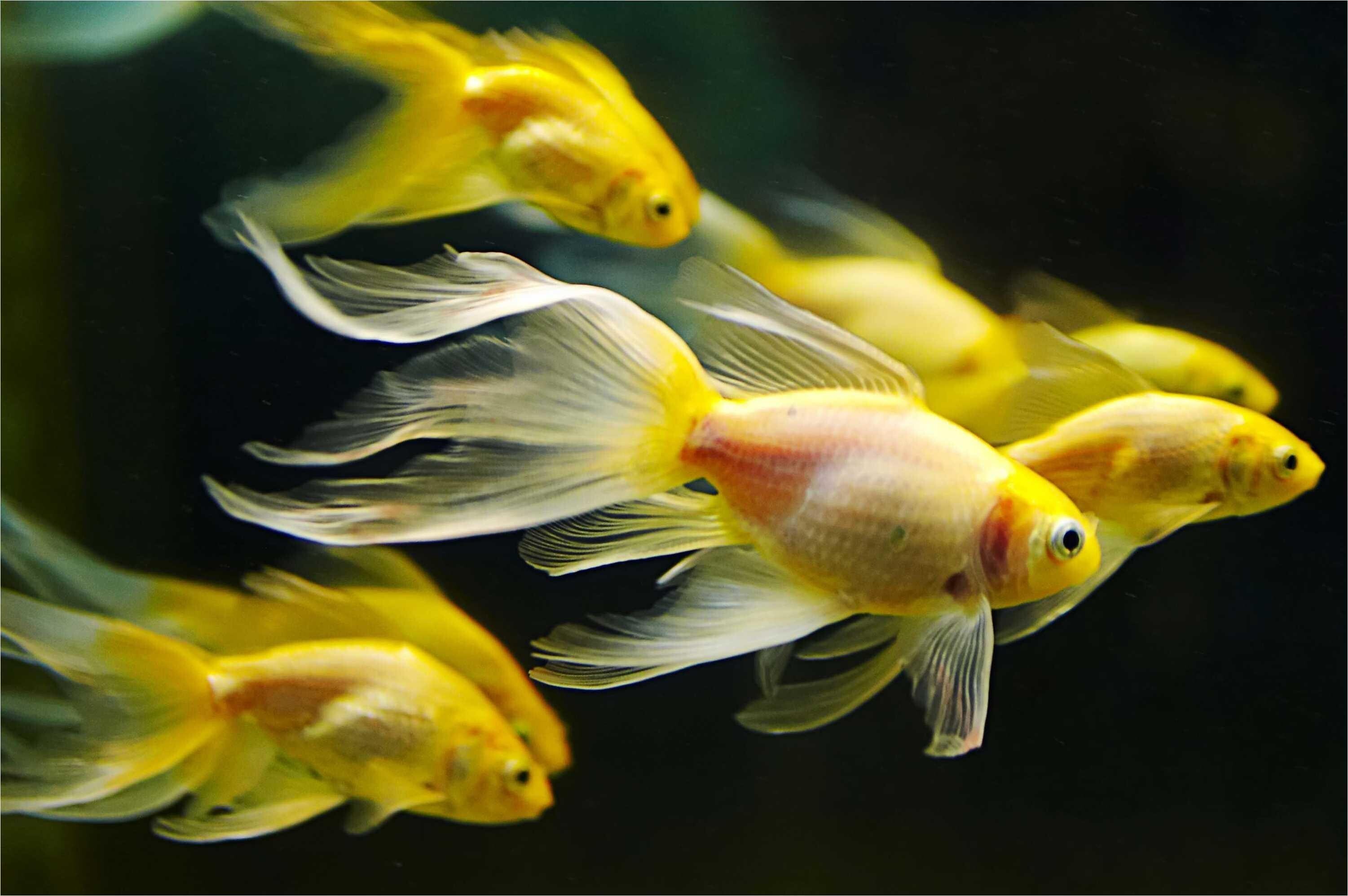Gold Fish: Moor fish, Selectively-bred, domesticated species, Aquarium. 3010x2000 HD Wallpaper.