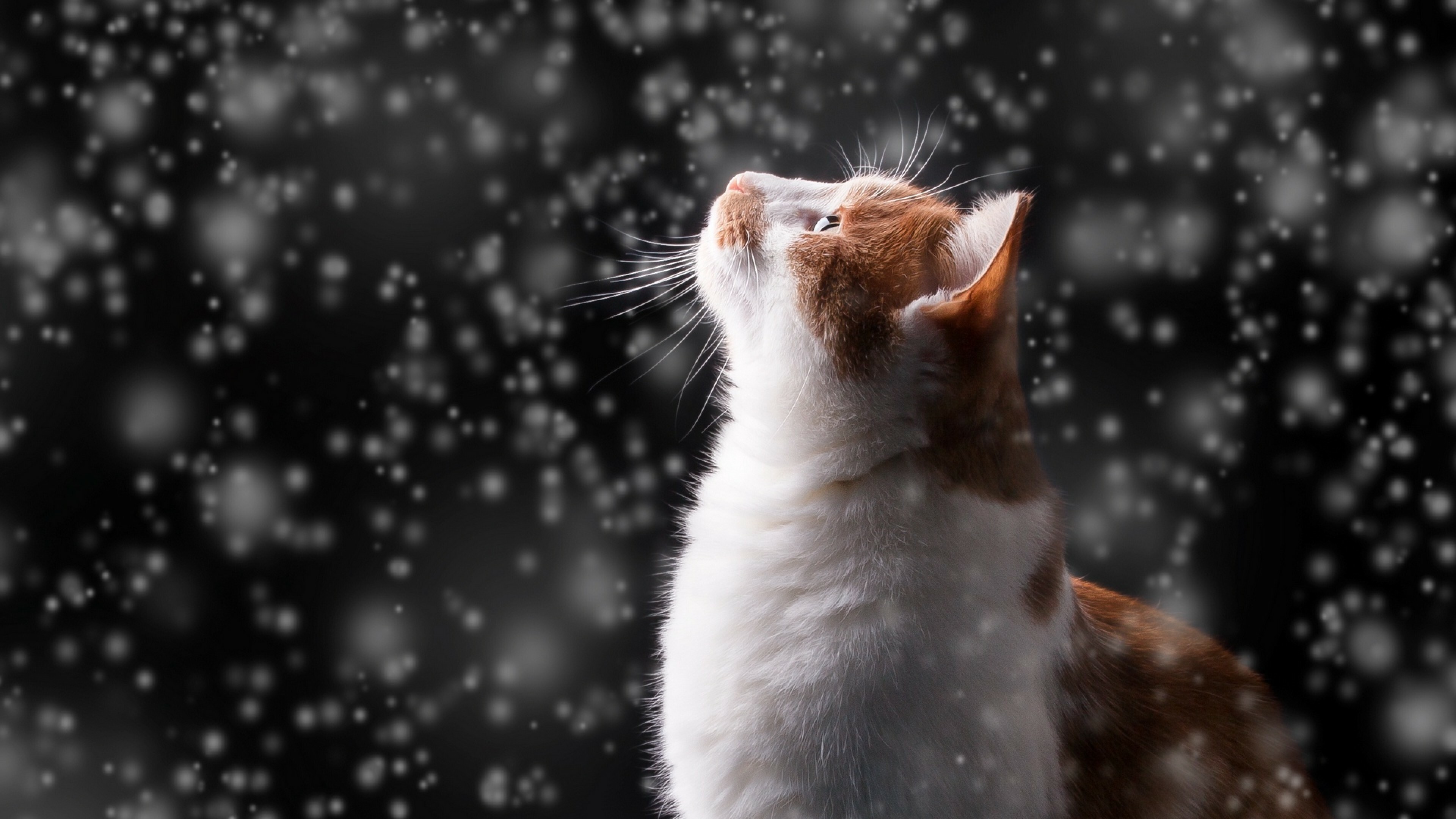 Cat watches the snow, Winter wonderland, 4K wallpaper, Snowy serenity, 3840x2160 4K Desktop