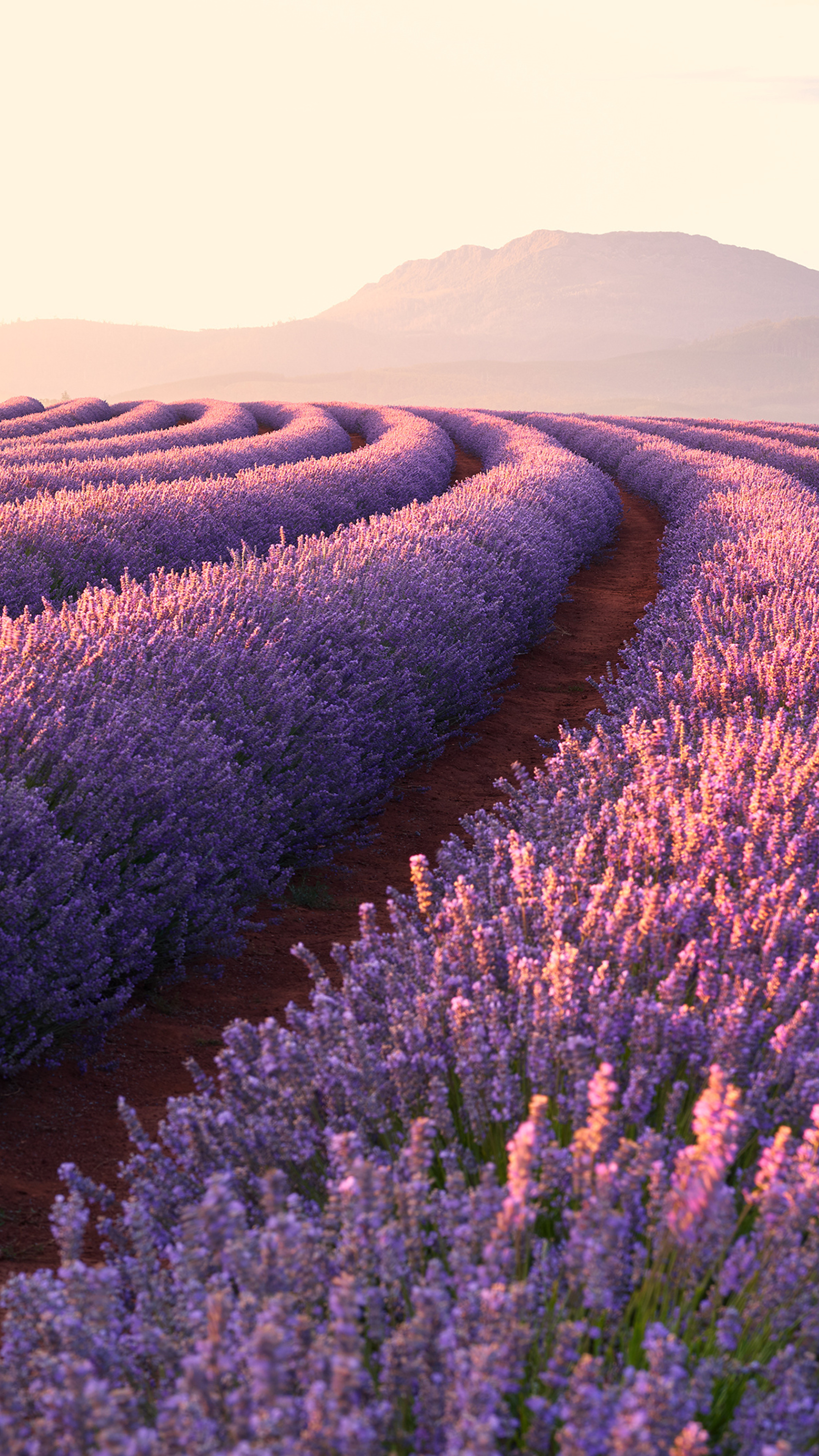 Lavender fields, Xperia wallpapers, HD 4k, Pictures, 2160x3840 4K Phone