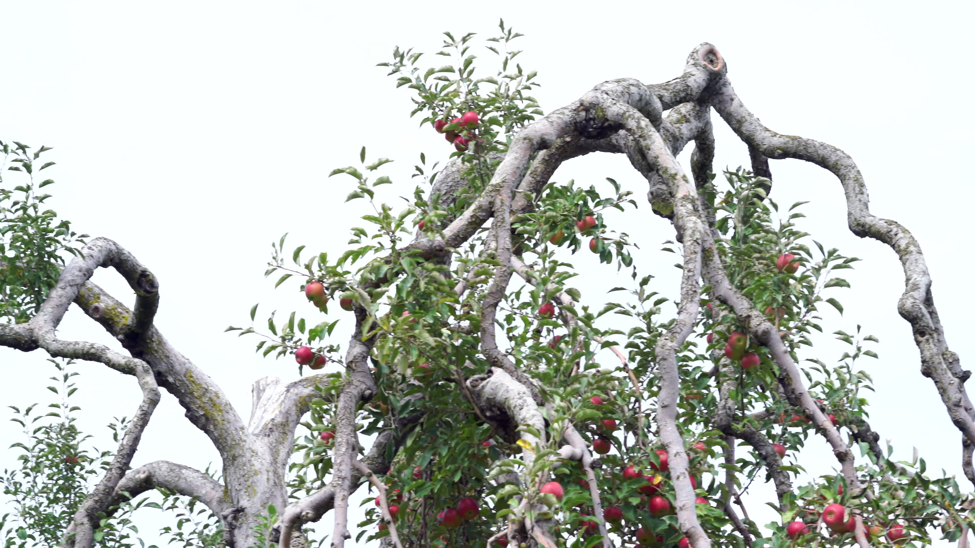 Giant apple tree branches, Orchards' grandeur, Panoramic view, Nature's majesty, 3840x2160 4K Desktop