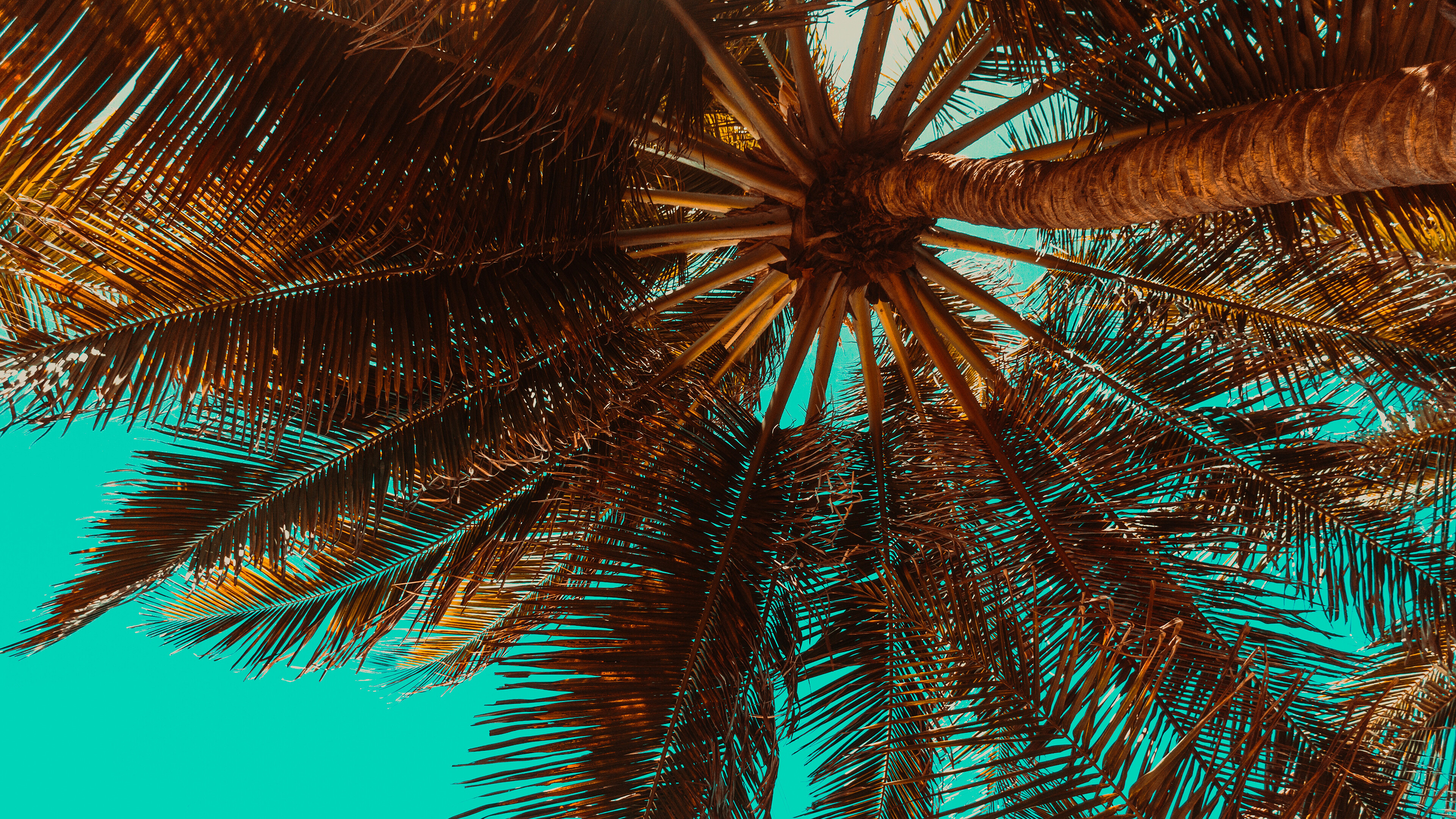 Palm Tree: The Arecaceae, A family of perennial flowering plants, Tropical. 3840x2160 4K Wallpaper.