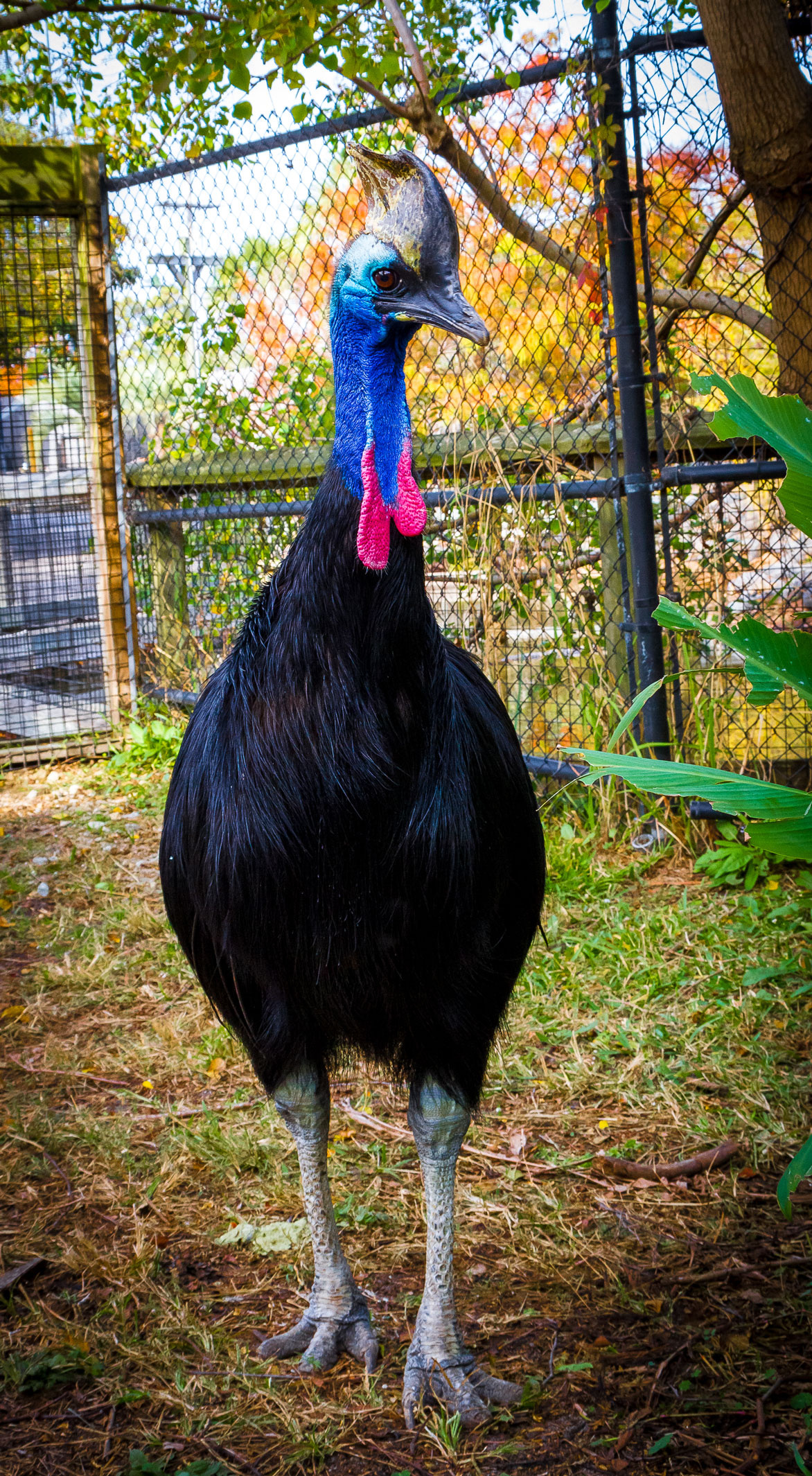 Cassowary wallpapers, HQ pictures, 4K wallpapers, Exotic bird beauty, 1180x2130 HD Phone
