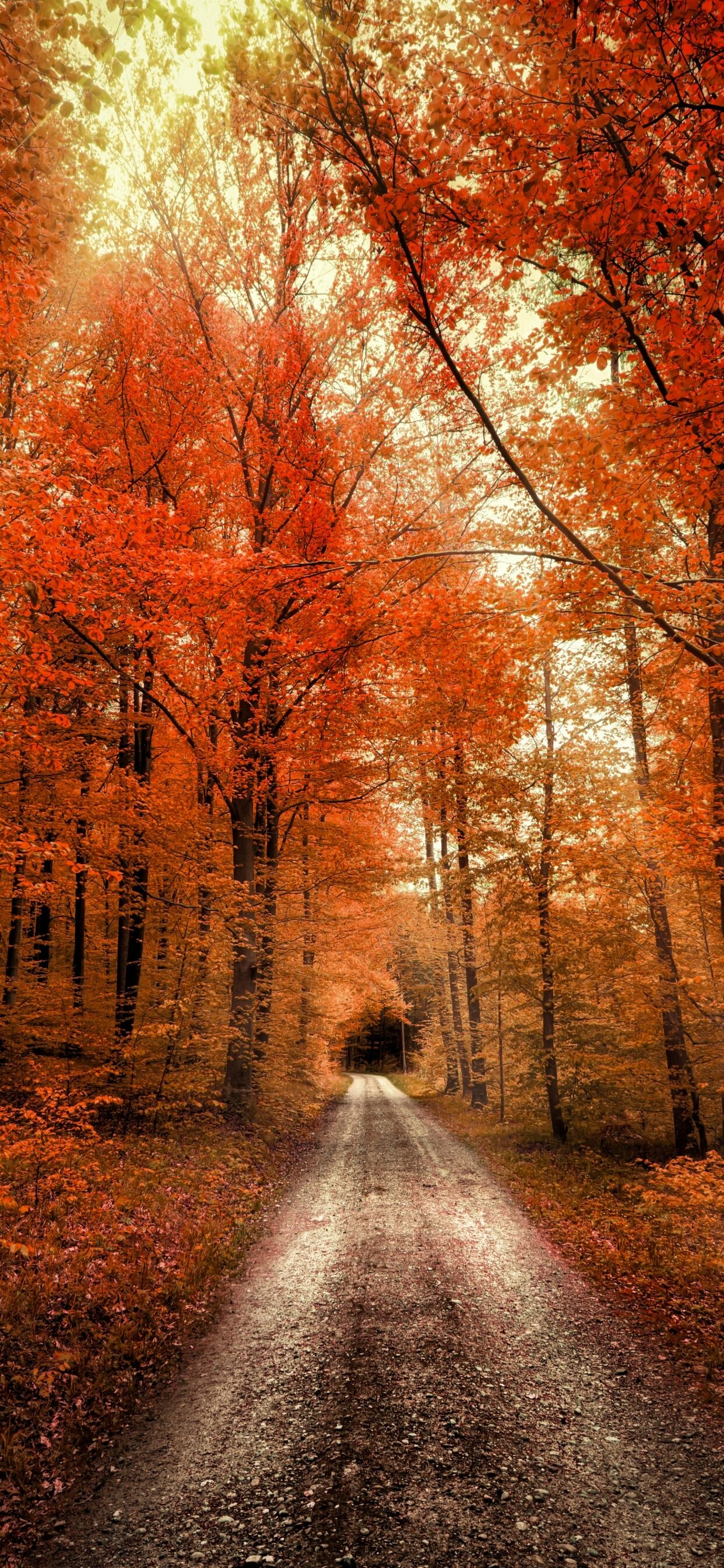 Autumn: A third season of the year, Brown rusty foliage. 1250x2690 HD Wallpaper.