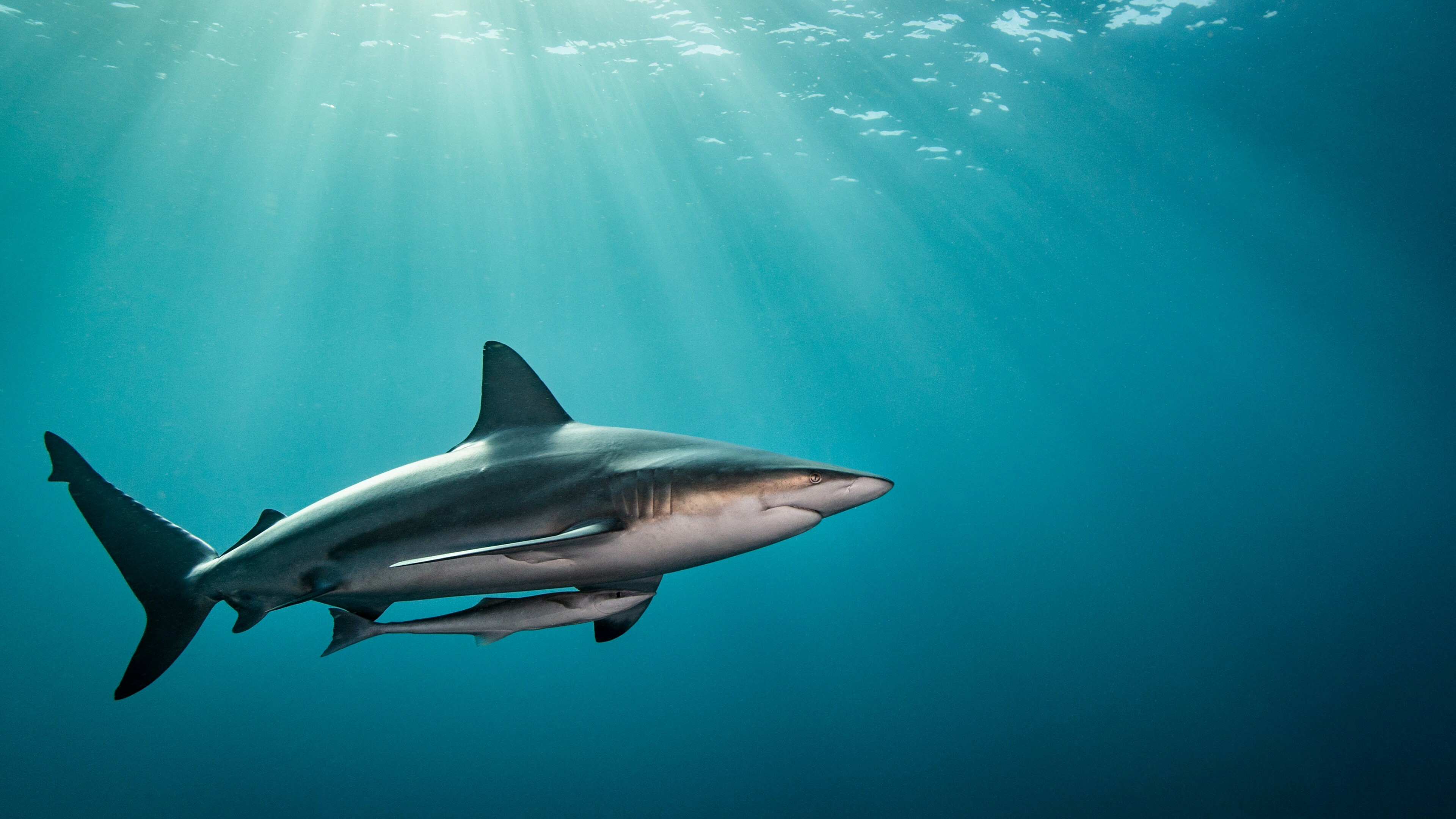 Shark: Underwater, Species are found in all seas and are common to depths up to 2,000 meters. 3840x2160 4K Background.