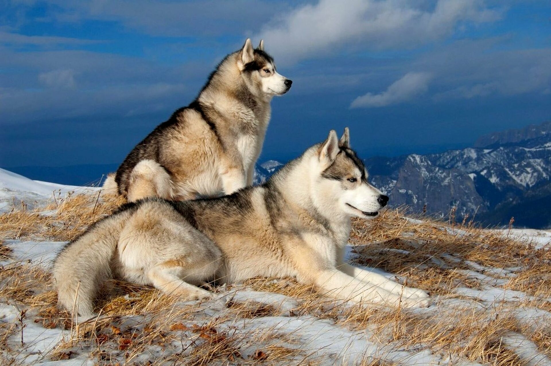 Siberian Husky: A medium-sized sled and working dog breed. 1920x1280 HD Background.