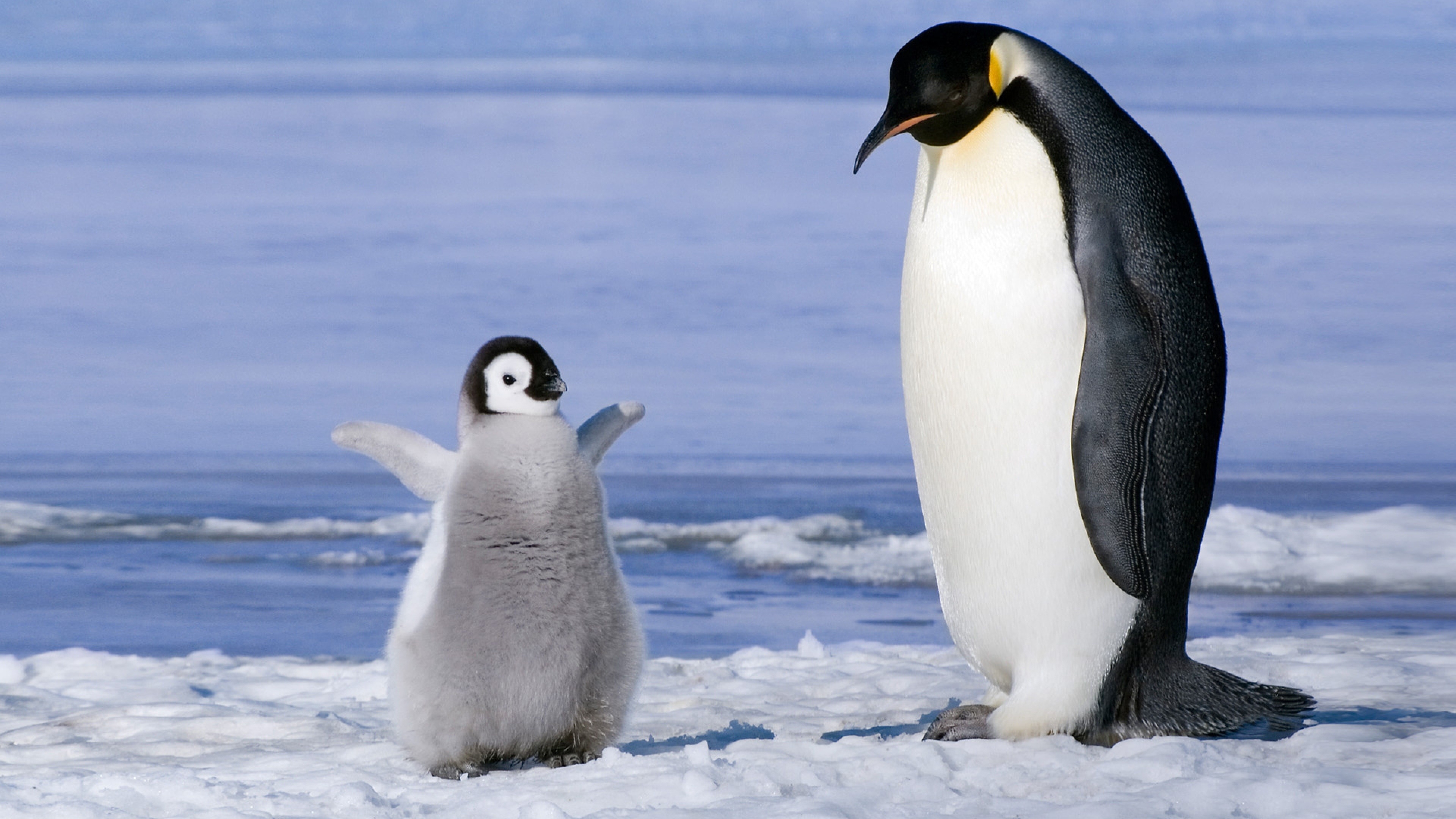Penguin, Animal wallpapers, HQ pictures, Stunning visuals, 3840x2160 4K Desktop