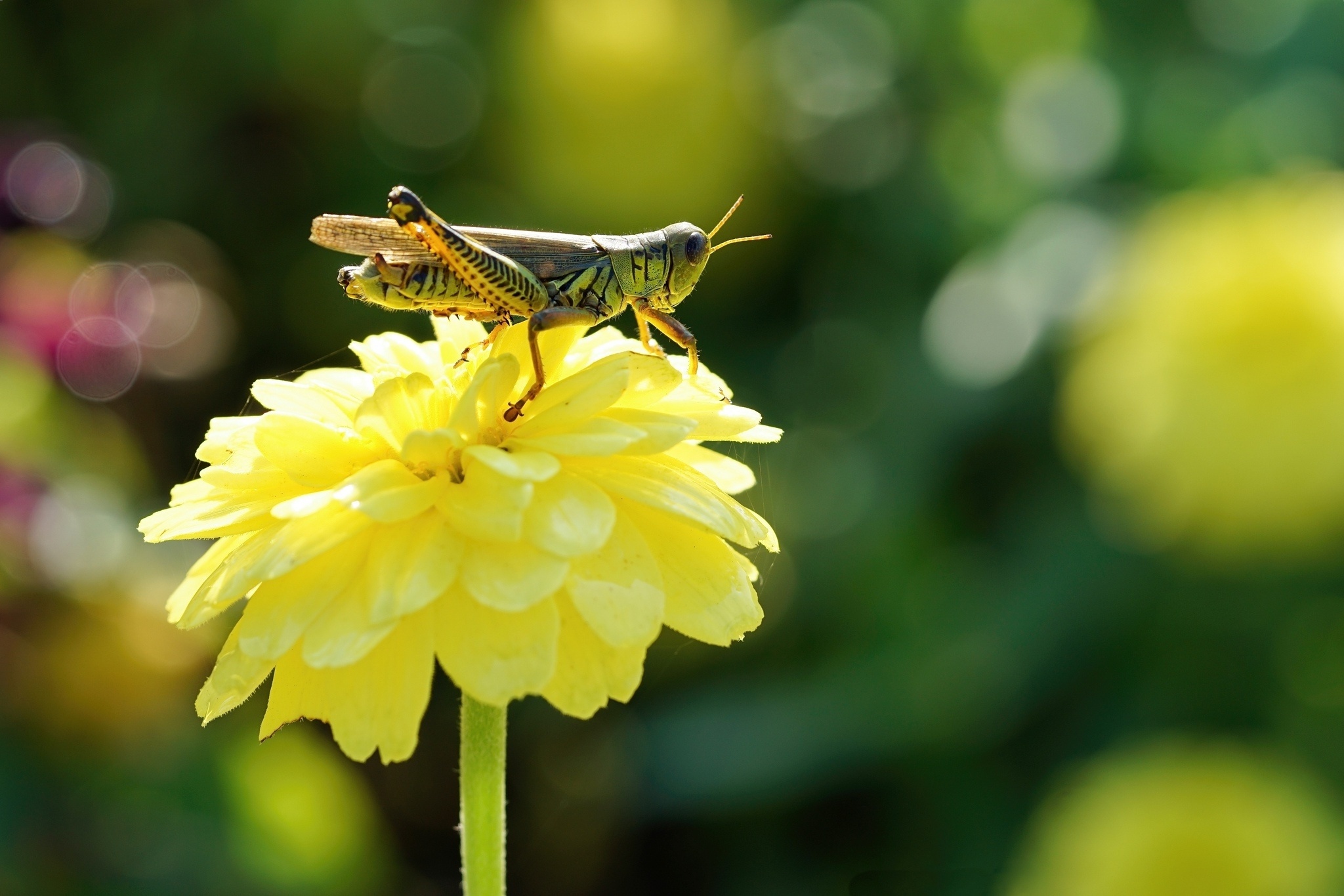 Wallpaper, Grasshopper, Bokeh, Yellow flower, 2050x1370 HD Desktop