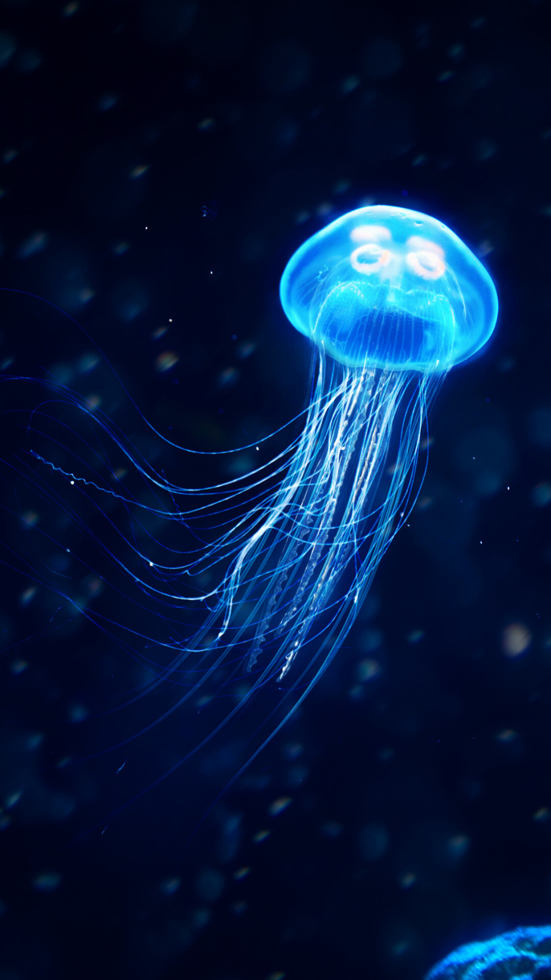 Glowing Jellyfish: Glowing marine animal with umbrella-shaped bells and trailing tentacles, A nearly transparent saucer-shaped body. 1080x1920 Full HD Background.