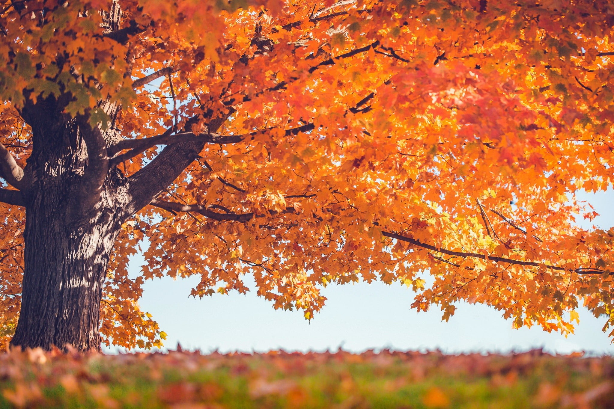 Maple leaves fall, HD wallpaper, Nature, Tree, 2050x1370 HD Desktop