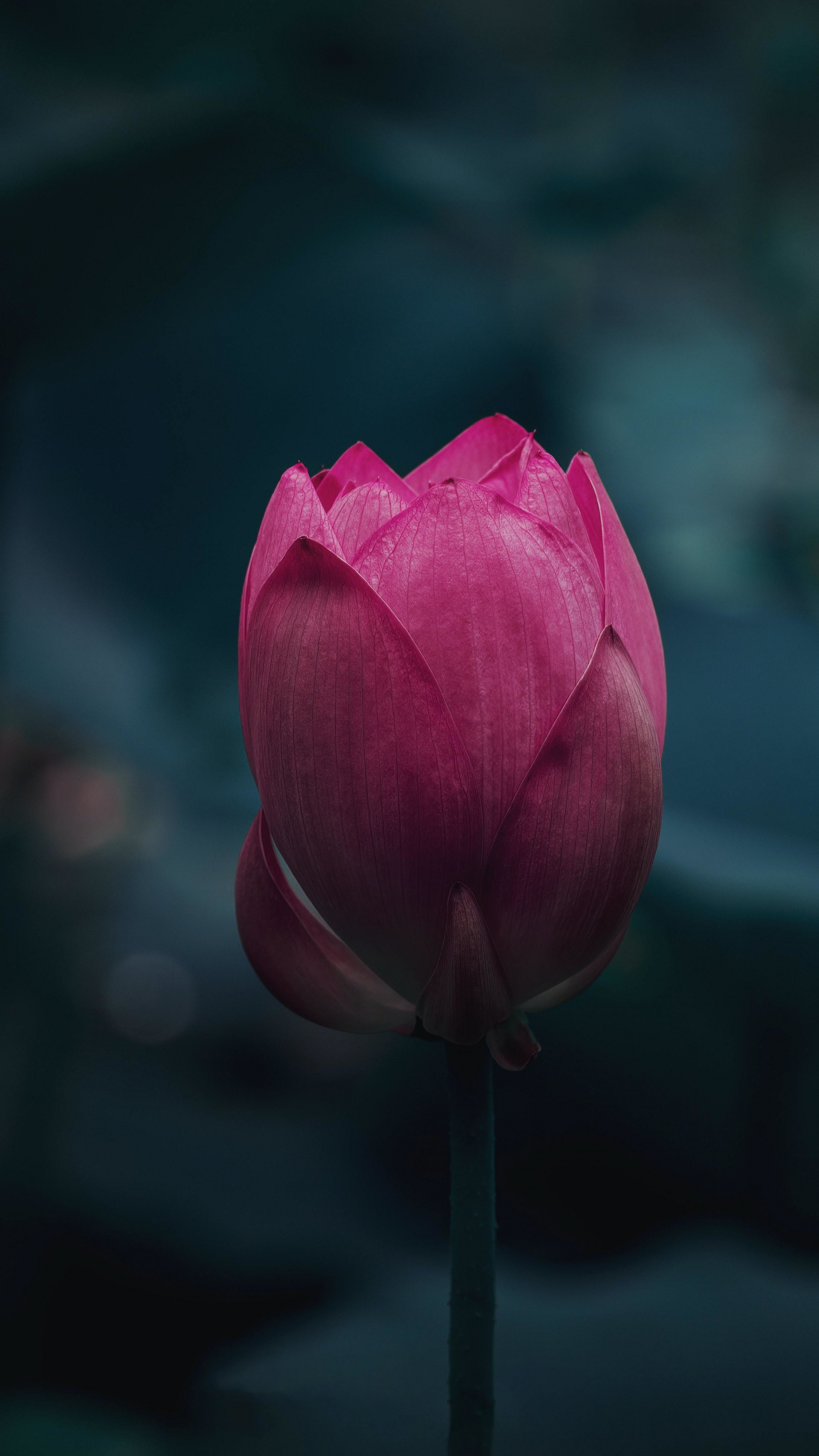 Flower bloom pink lotus, Portrait wallpaper, 2160x3840 4K Phone