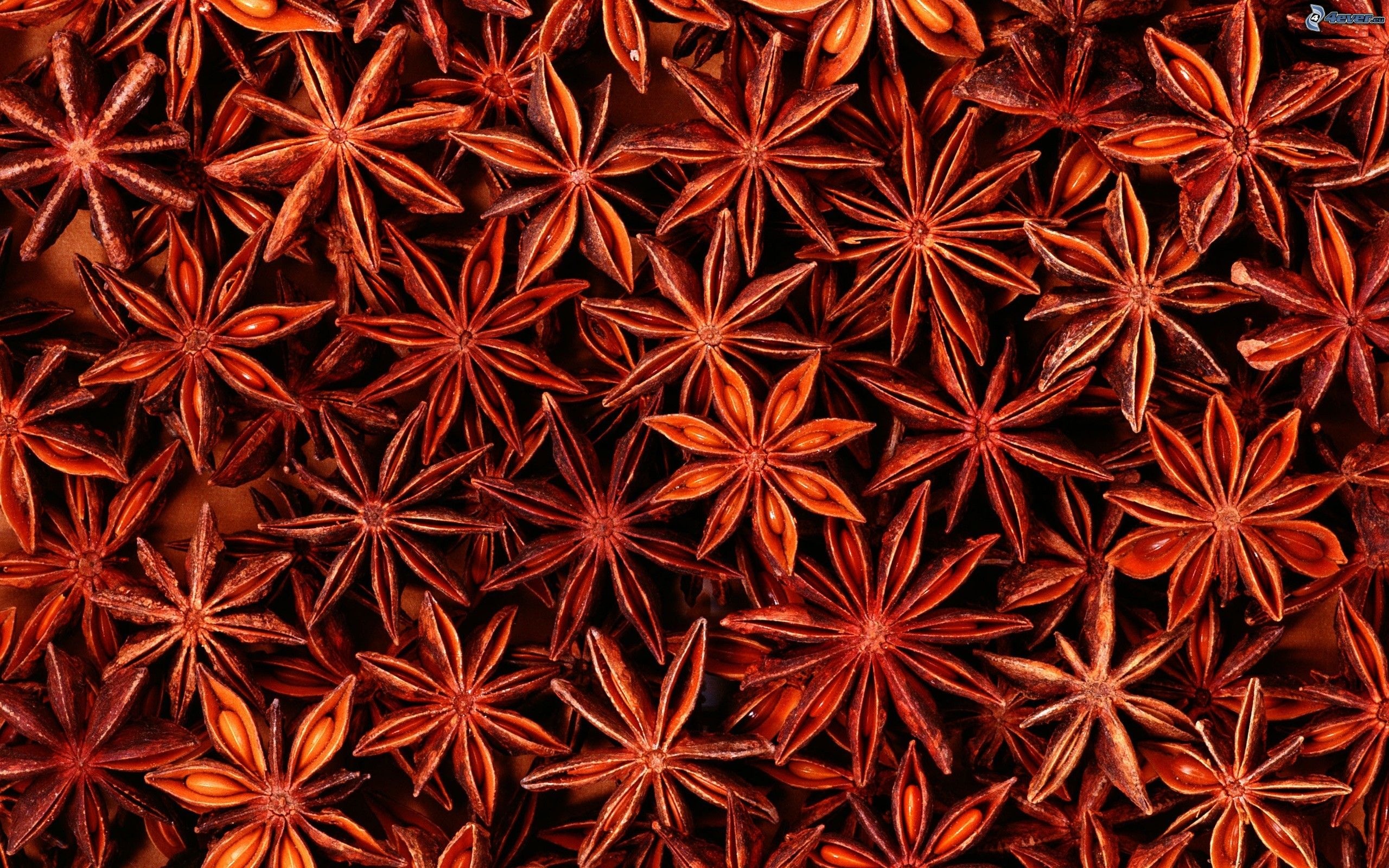 Anise Plant, Fragrant spices, Star-shaped pods, Licorice flavor, 2560x1600 HD Desktop