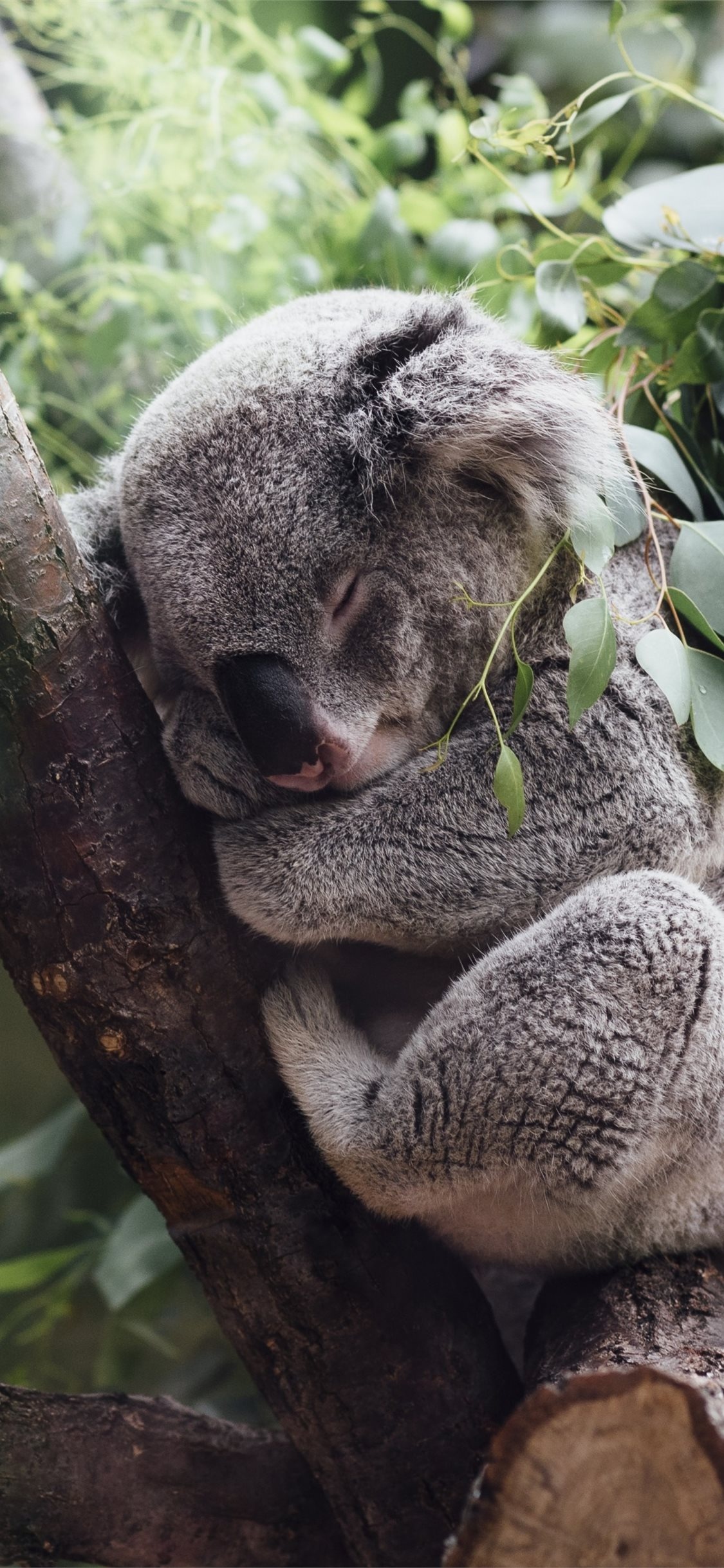 Best HD koala wallpapers, iPhone koala backgrounds, Koala beauty at its finest, Digital masterpieces, 1130x2440 HD Handy
