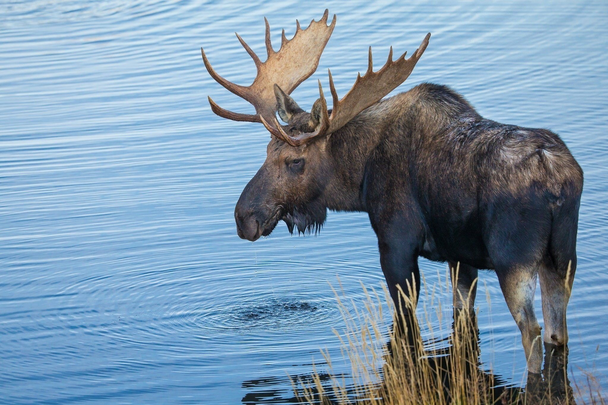 Powerful bull moose, Wildlife photography, Amazing antlers, Stunning nature, 2050x1370 HD Desktop