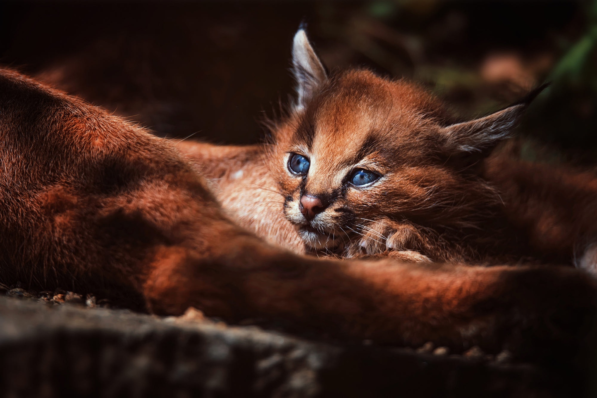 Caracal, Kitten, Forest, Free pictures, 2050x1370 HD Desktop