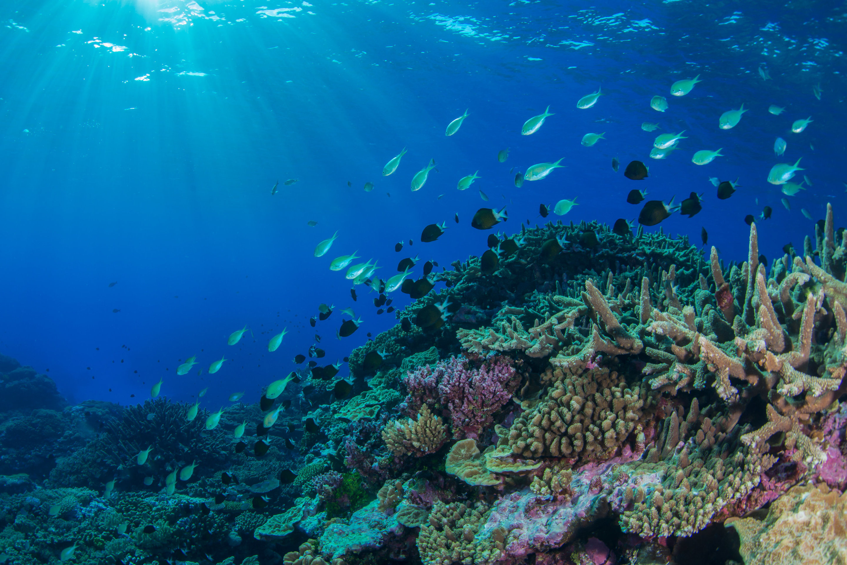 Coral Sea, Australian Marine Heatwave, Coral Reef, Animal Populations, 2880x1930 HD Desktop