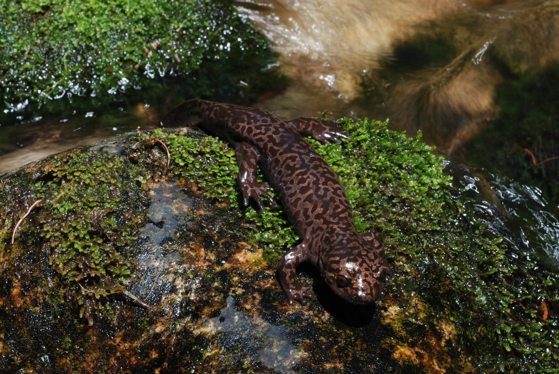 Salamanders in their habitat, Nature's camouflage masters, Wallpaper for nature lovers, Animal kingdom, 1920x1290 HD Desktop