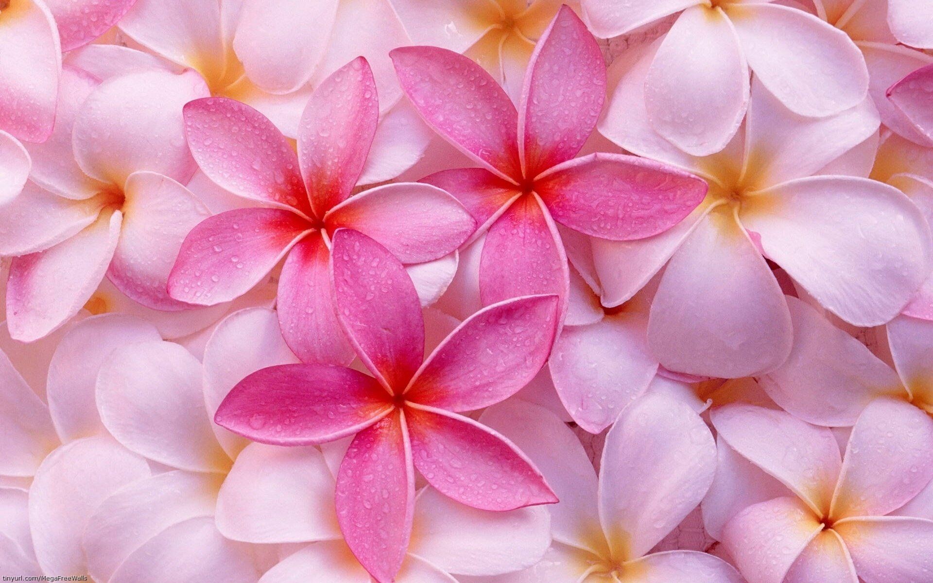 Frangipani Flower: In their native habitat, plumerias flourish in dry scrub forests, but they have found their way to warm climates around the world—especially southern and southeastern Asia—where they grow as garden ornamentals. 1920x1200 HD Background.