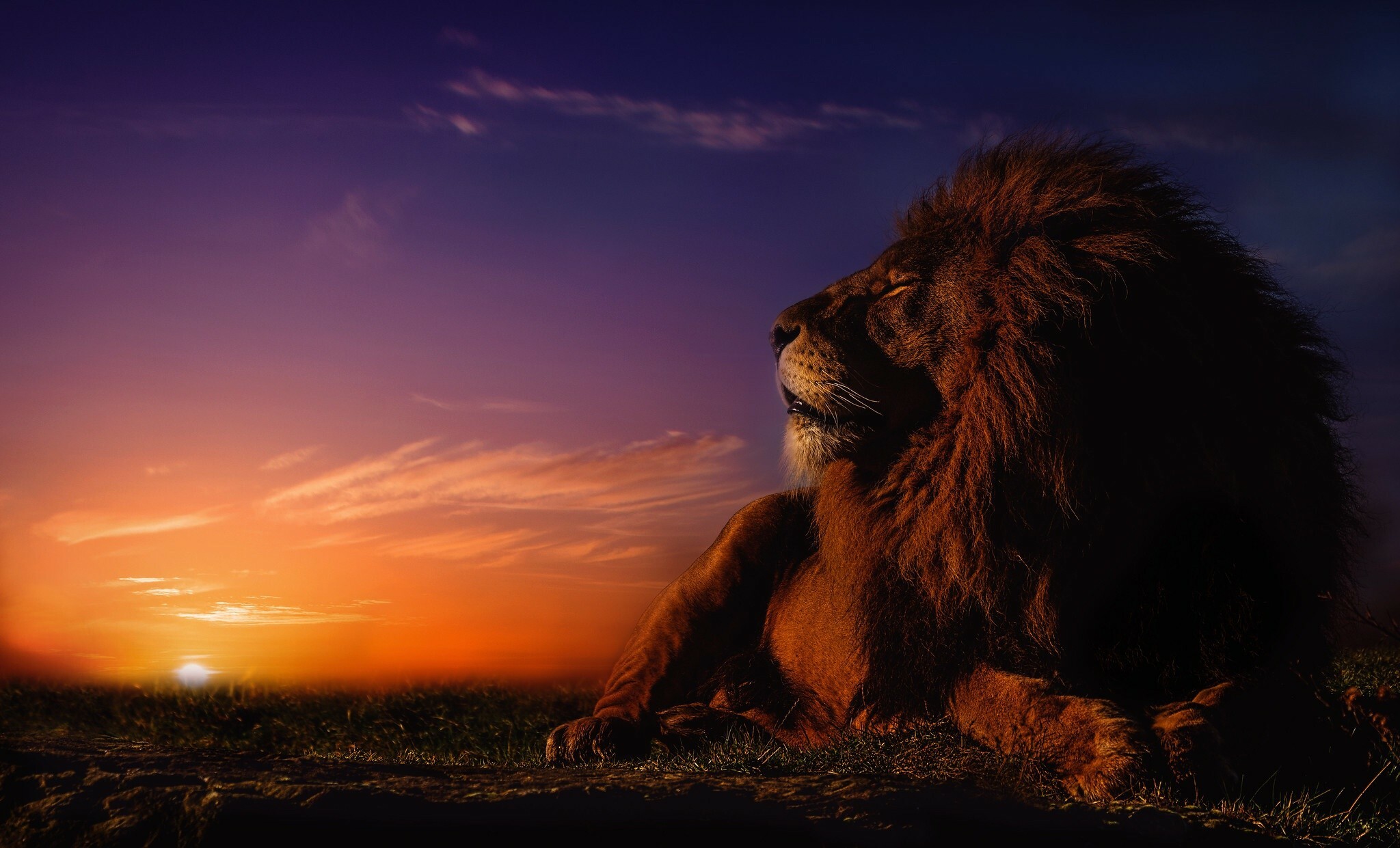 Lion: The lion’s coat is short and varies in colour from buff yellow, orange-brown, or silvery gray to dark brown, with a tuft on the tail tip that is usually darker than the rest of the coat. 2050x1250 HD Background.