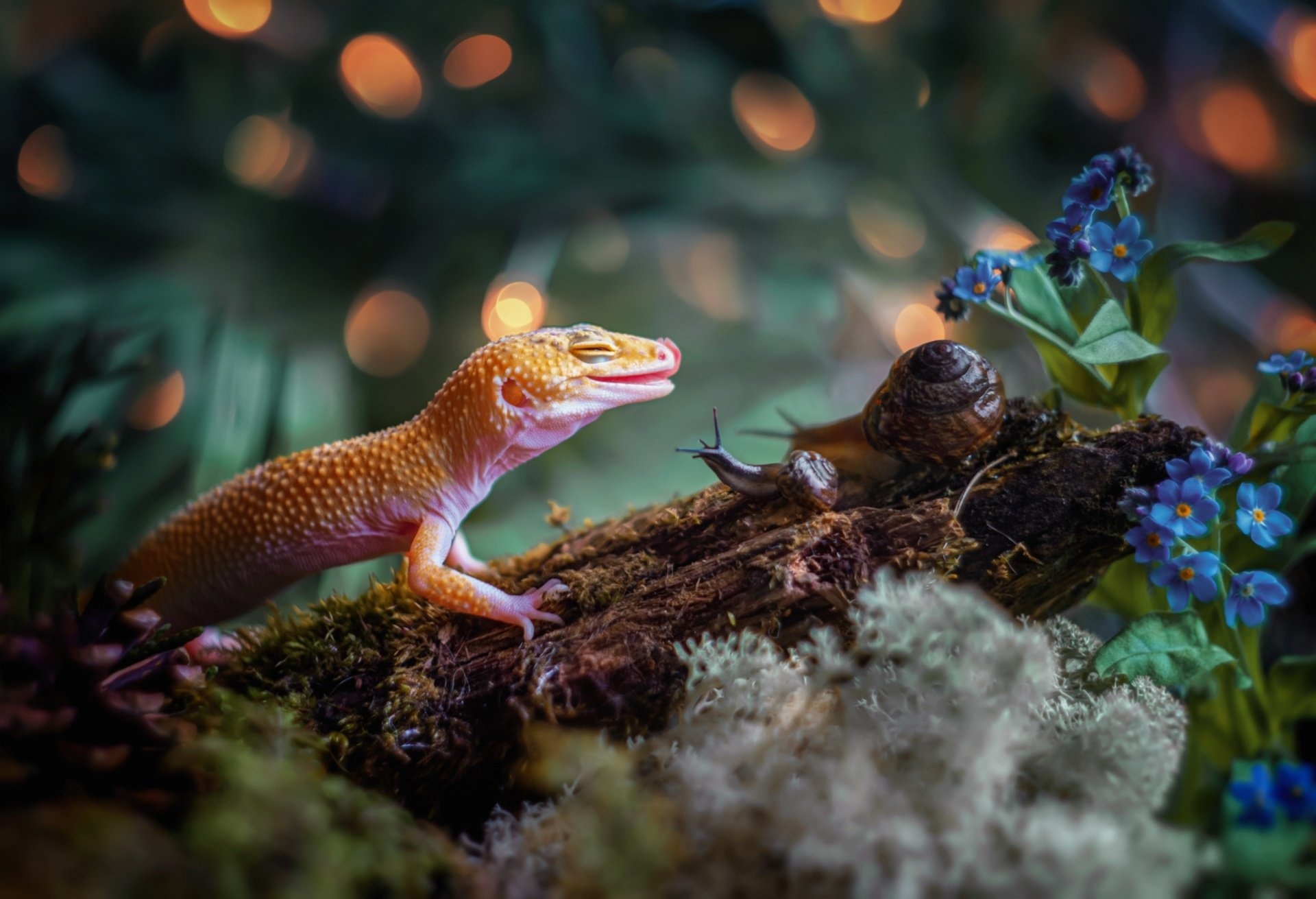 Gecko: Eublepharis macularius, One of the most popular lizard pets. 1920x1320 HD Wallpaper.