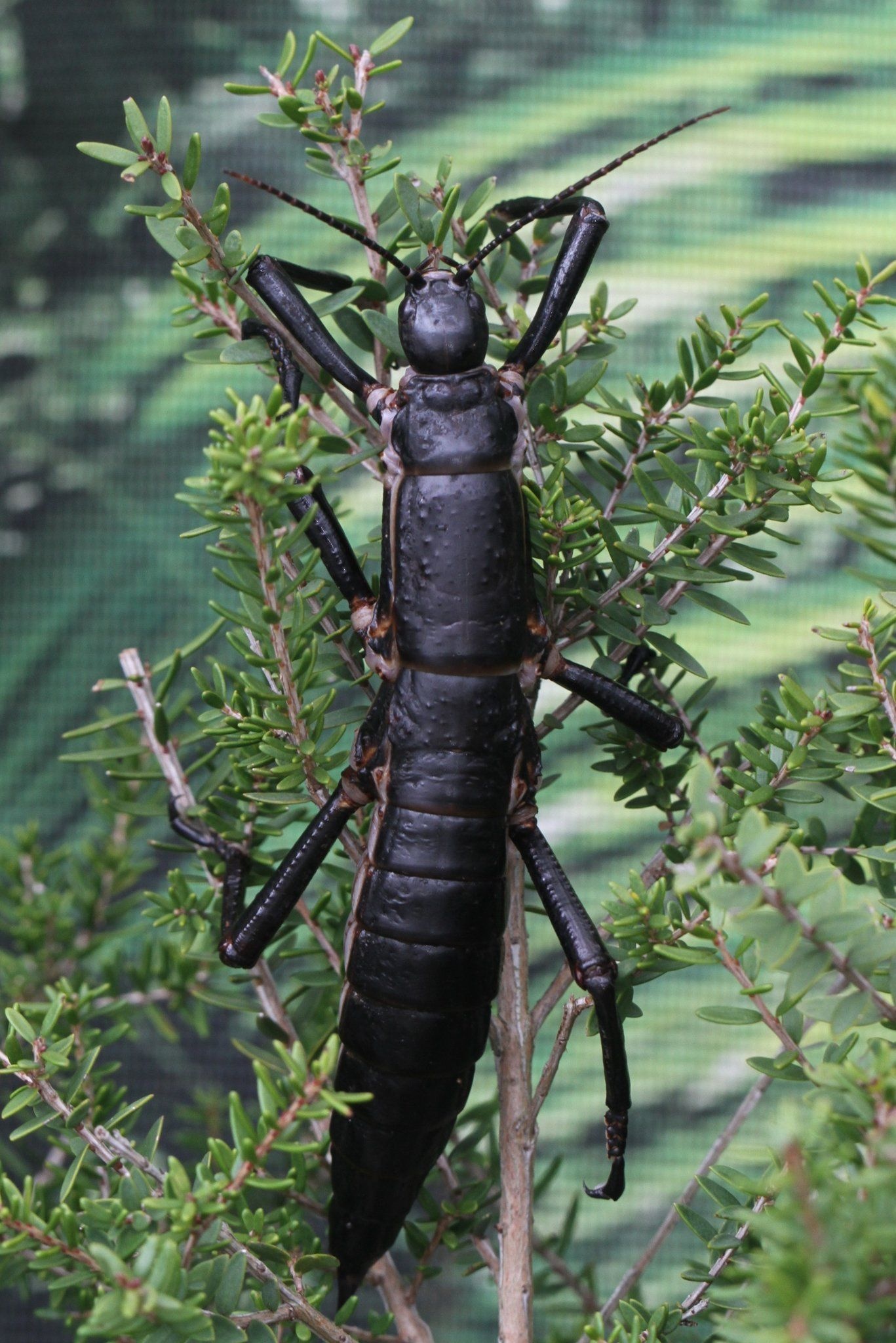 Stick insect tree lobster, Not extinct, New York Times, Animal species, 1370x2050 HD Phone