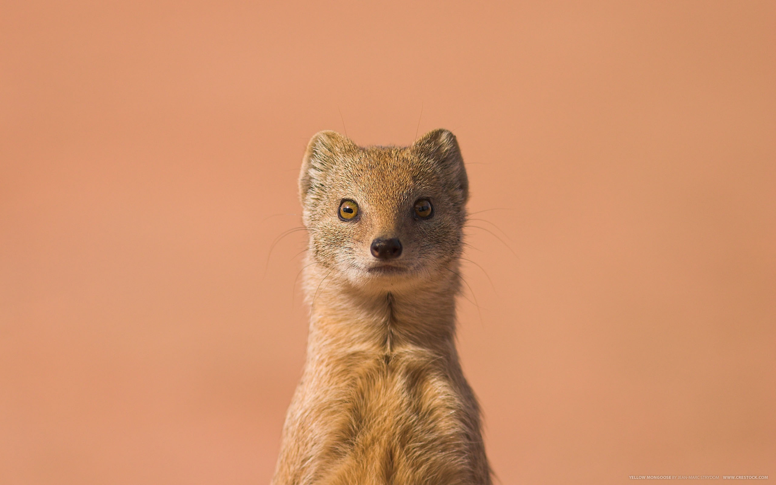 Mongoose, HD wallpaper, Stunning background, Animal photography, 2560x1600 HD Desktop