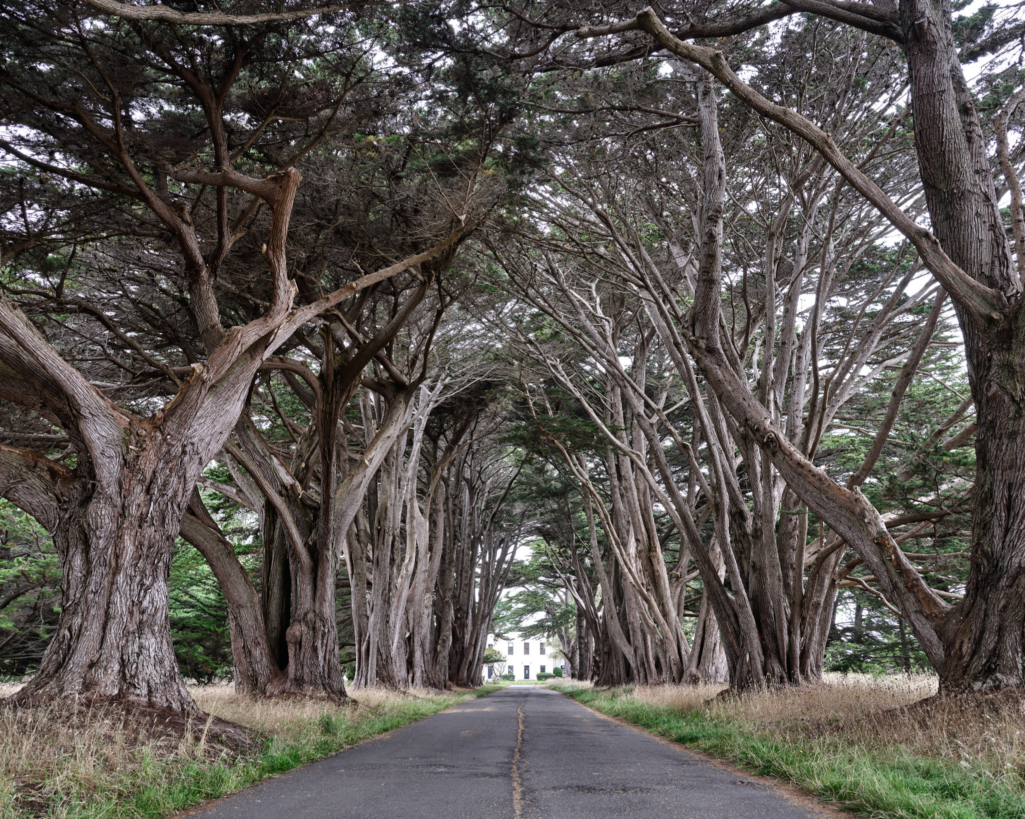 Cypress Tree, Tree tunnel, Andy's travel blog, Picture of the week, 2050x1640 HD Desktop