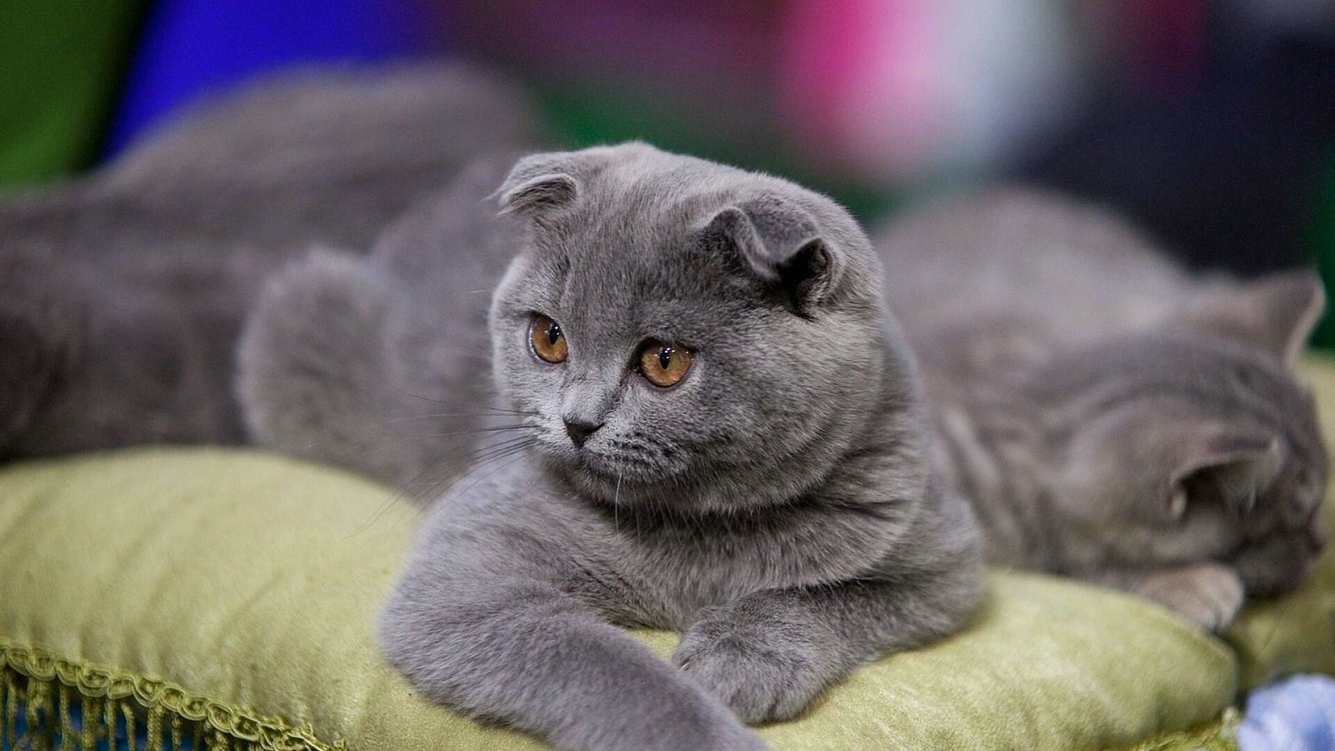 Scottish Fold: Medium-sized cats that are more likely to have short, dense hair than long, and their coats come in a variety of colors and patterns. 1920x1080 Full HD Background.