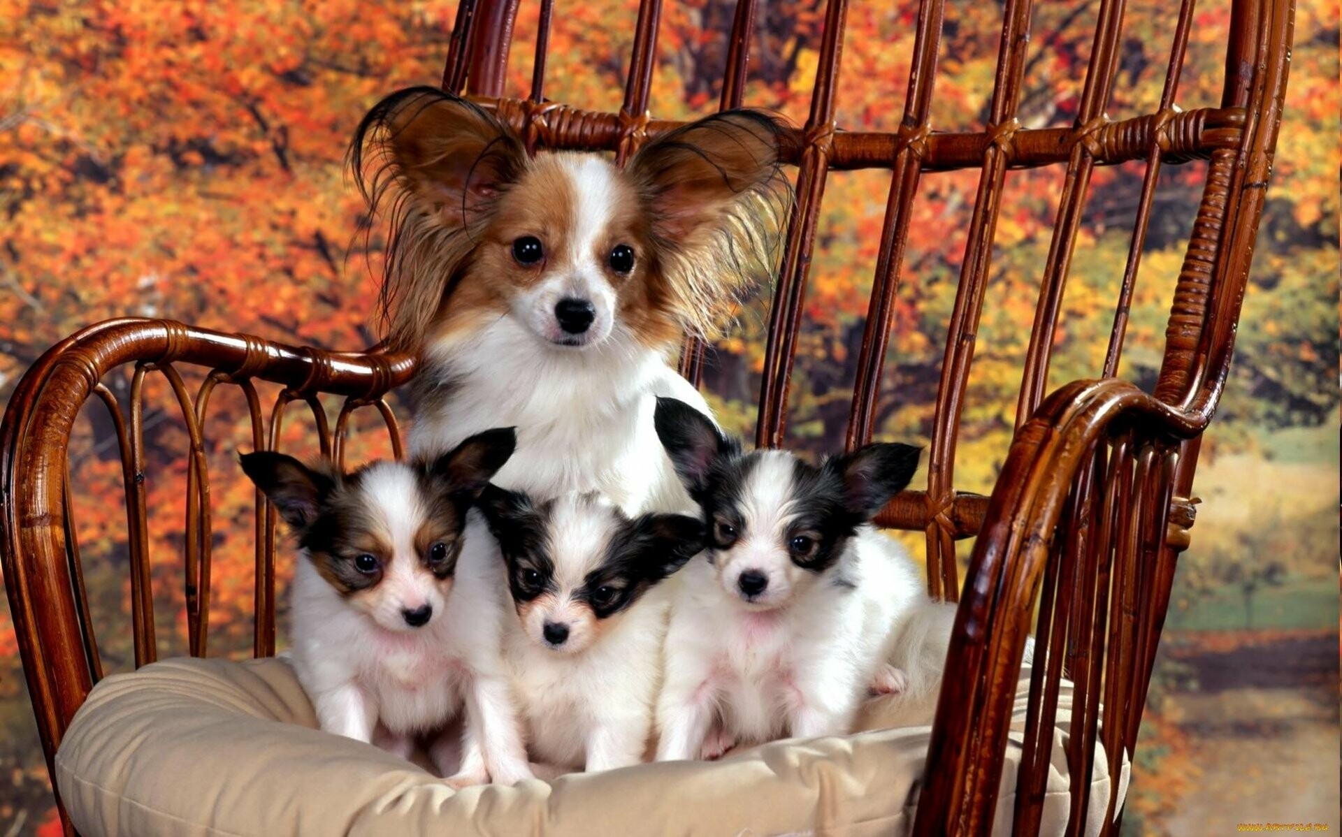 Papillon Dog: A slender, graceful breed with a plumed tail, Spaniel. 1920x1200 HD Background.