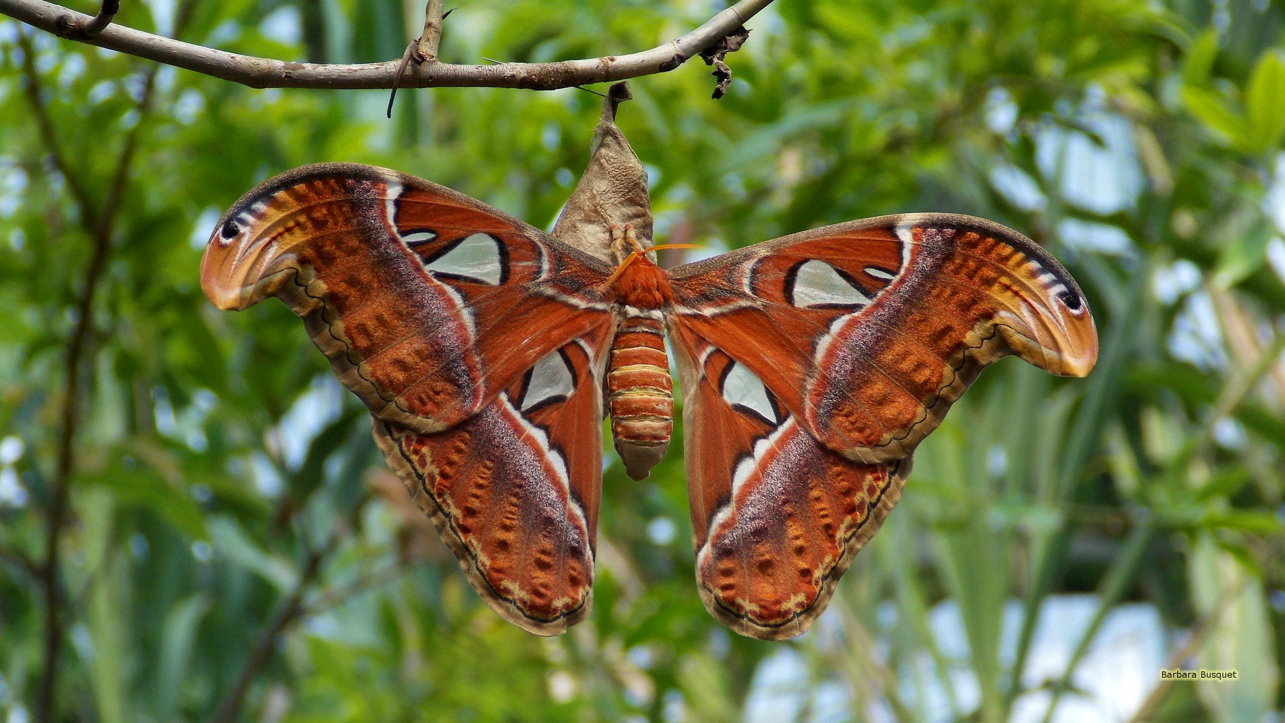 Exquisite atlas moth, Majestic wingspan, Vibrant colors, Close-up details, 2560x1440 HD Desktop