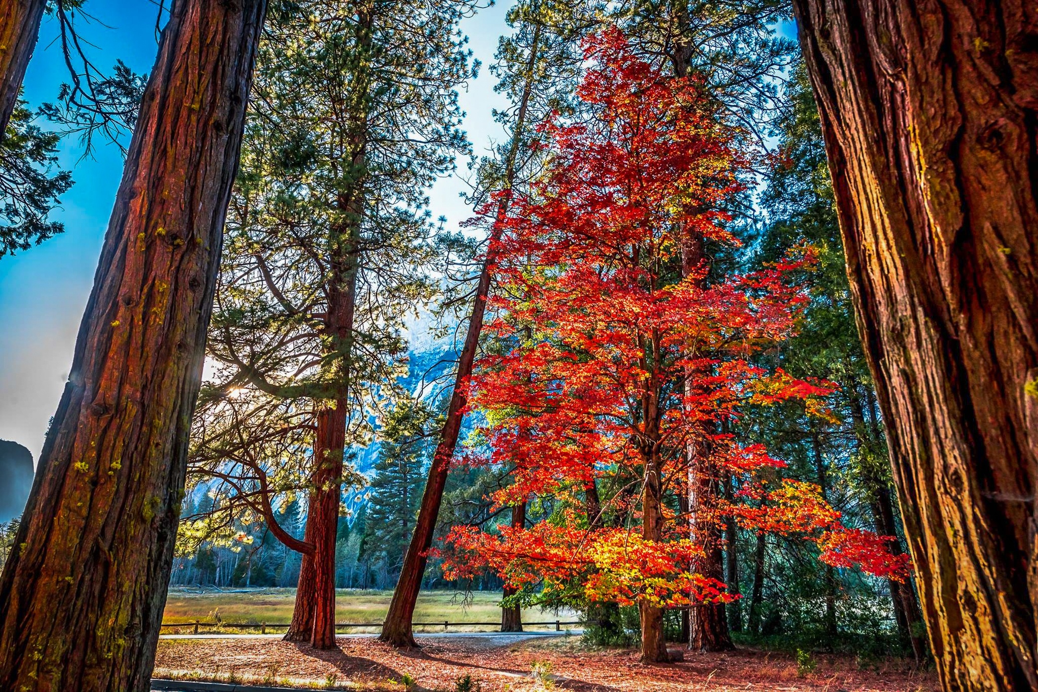 Autumn tree beauty, Enchanting redwood forest, Nature's wonder, Serene landscapes, 2080x1390 HD Desktop